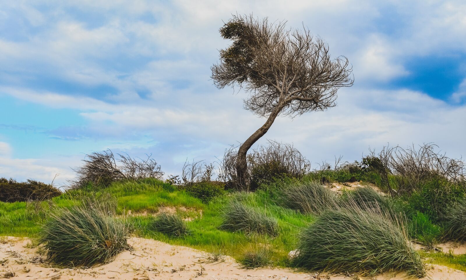 Nikon D3300 sample photo. Tree, bushes, dunes photography