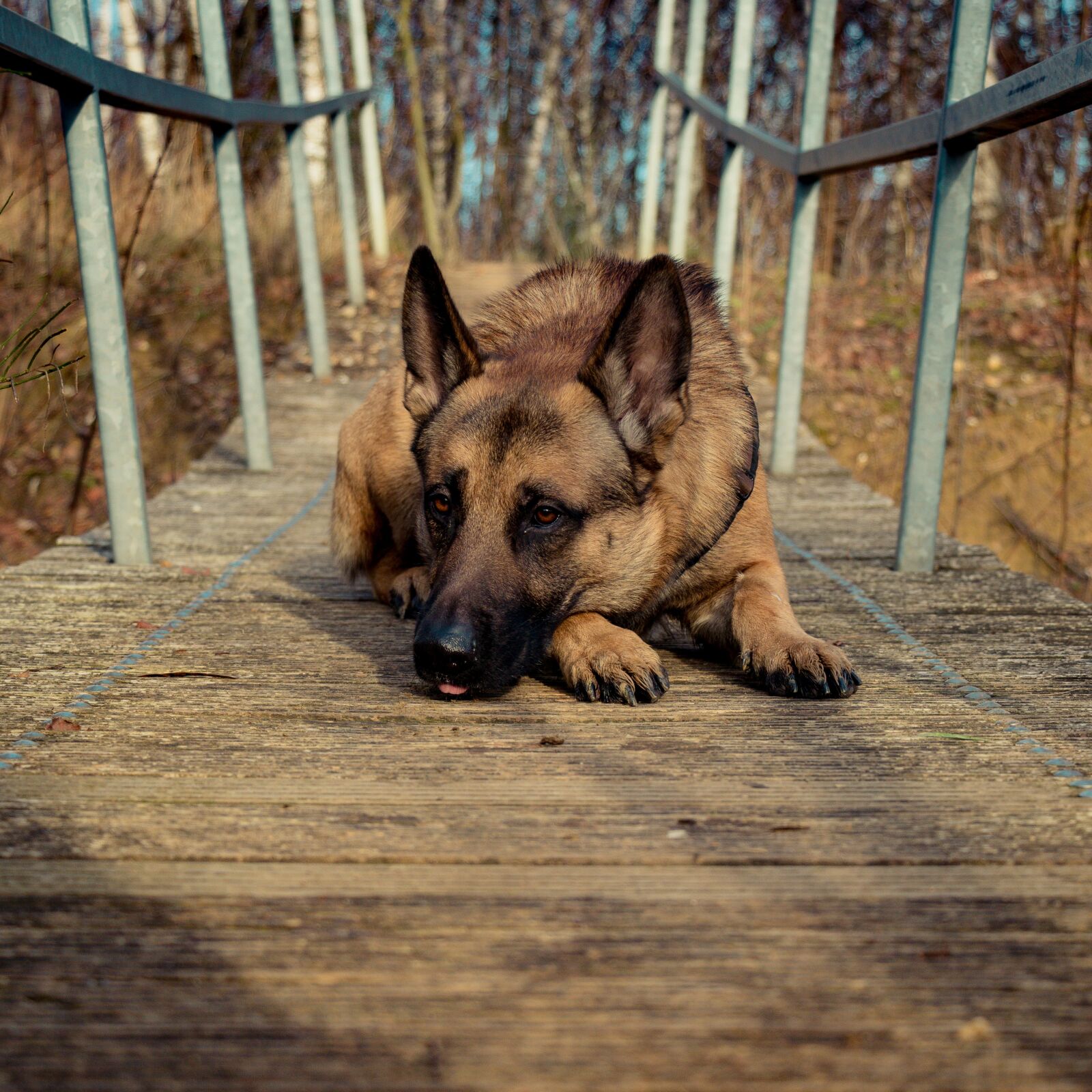 Canon EF-S 18-135mm F3.5-5.6 IS USM sample photo. Dog, bridge, brown photography