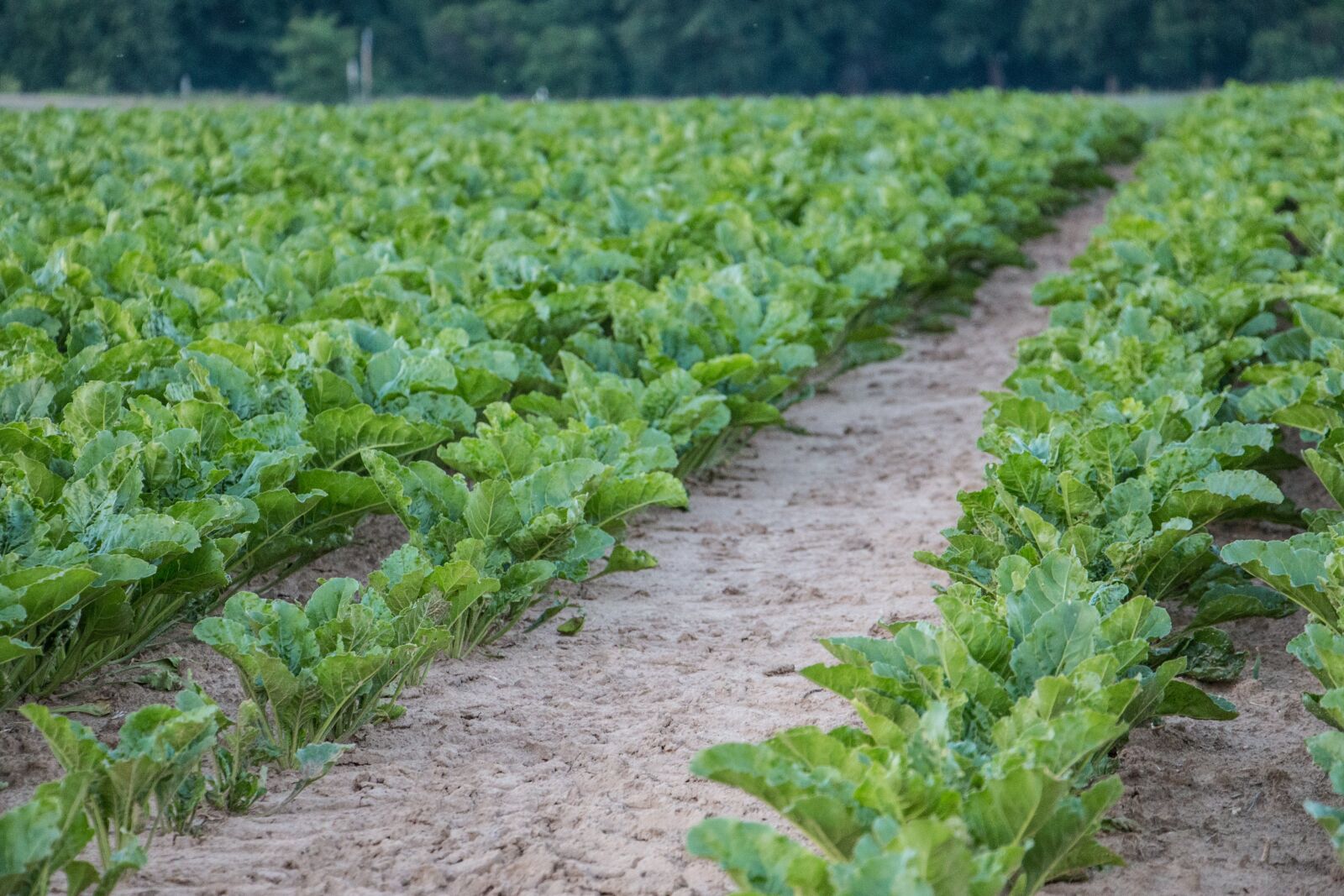Canon EOS 70D sample photo. Field, kohl, stone photography