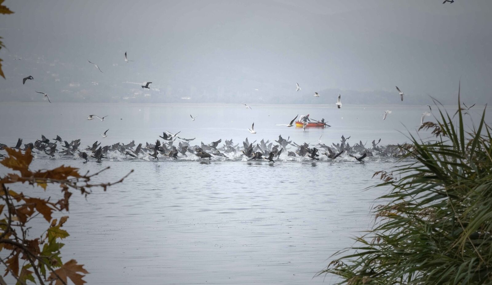 Tamron SP 24-70mm F2.8 Di VC USD sample photo. Lake, birds, fog photography