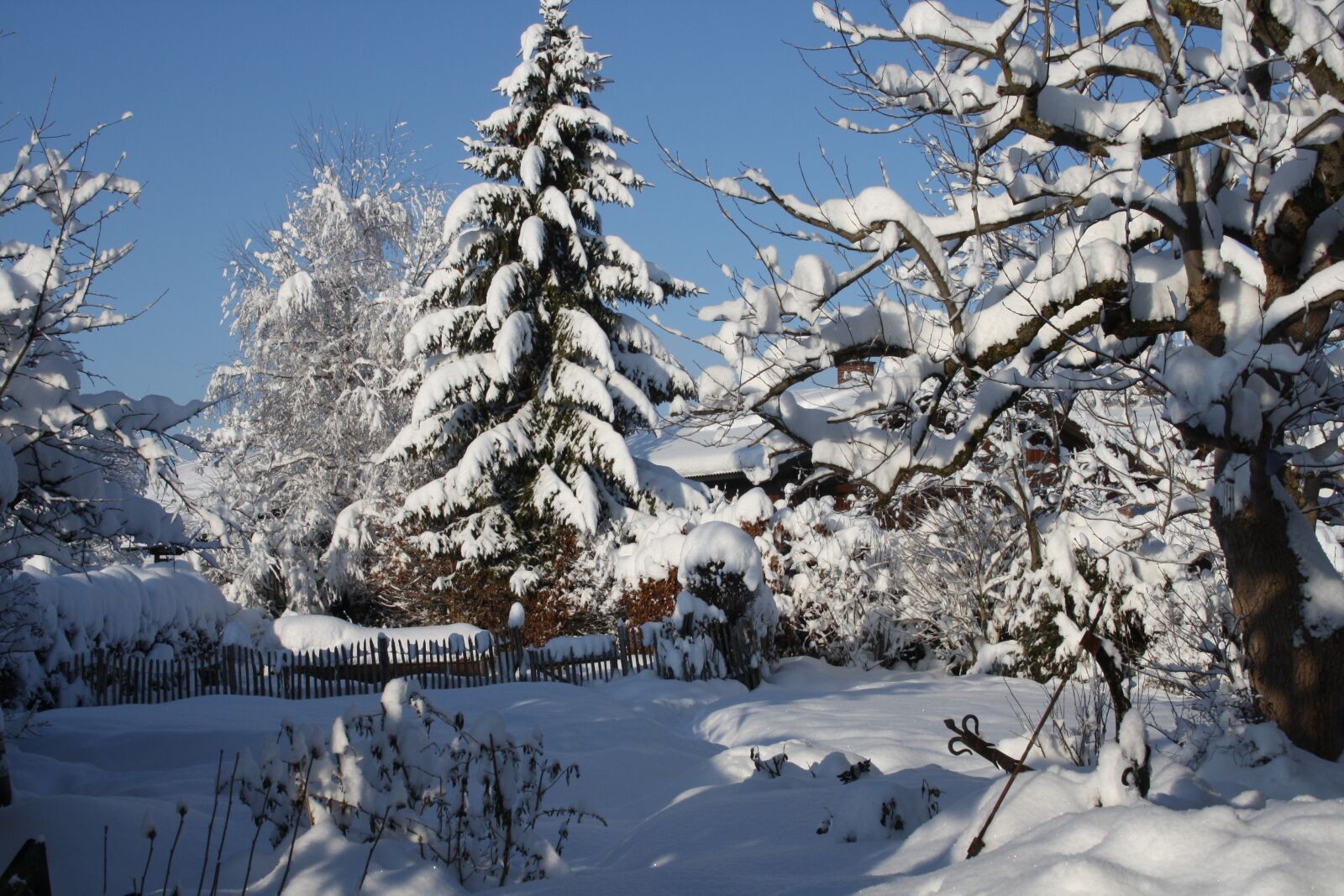 Canon EOS 1000D (EOS Digital Rebel XS / EOS Kiss F) sample photo. Winter, fir tree, tree photography