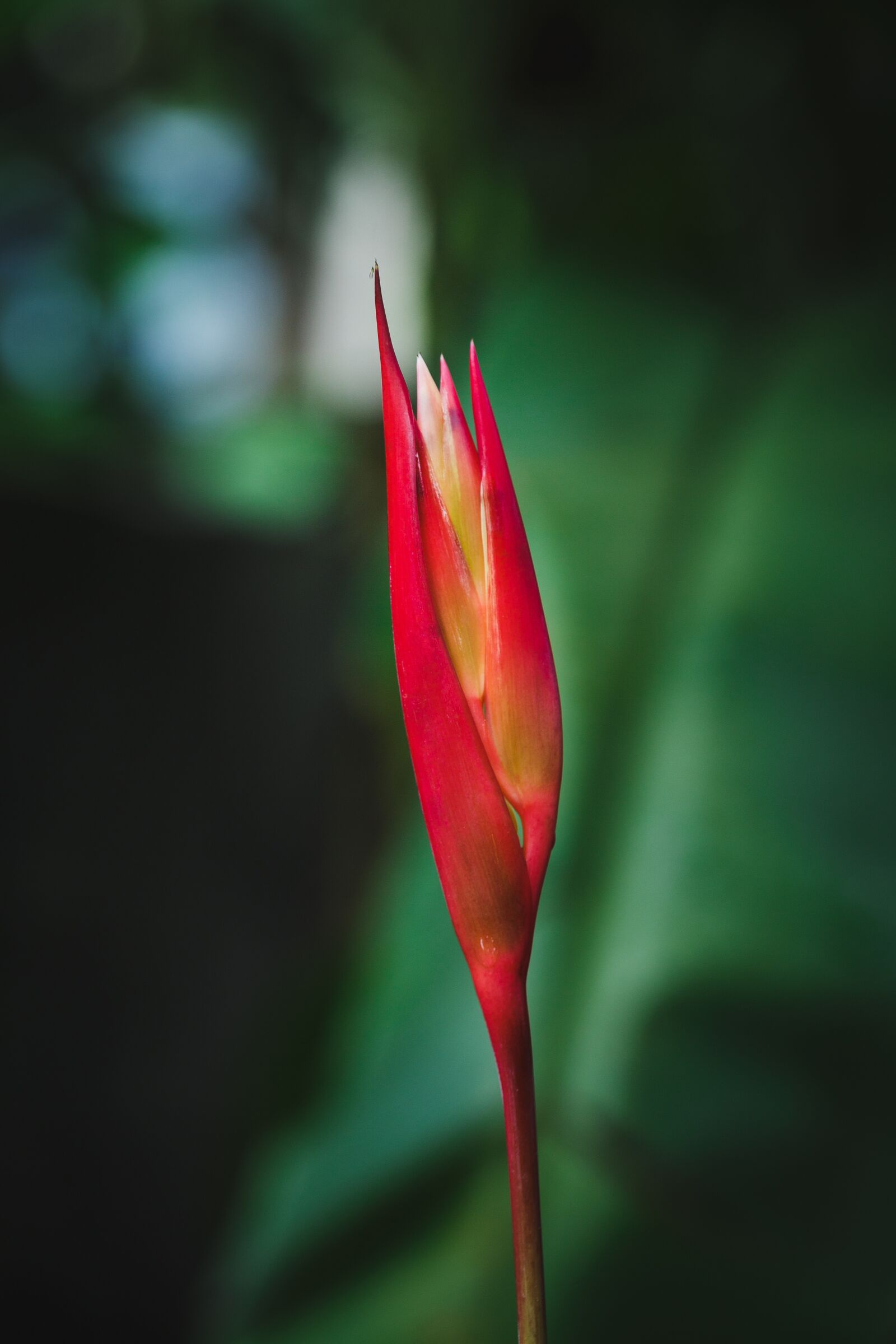 Canon EF 100mm F2.8L Macro IS USM sample photo. Red, flower, green photography
