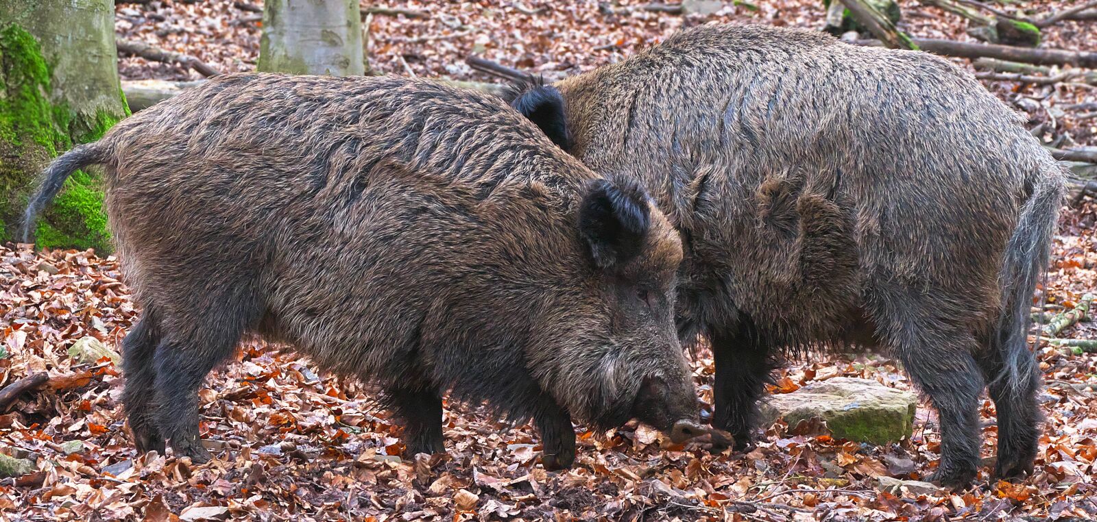 Panasonic Lumix DMC-FZ1000 sample photo. Boar, omnivore, paarhufer photography