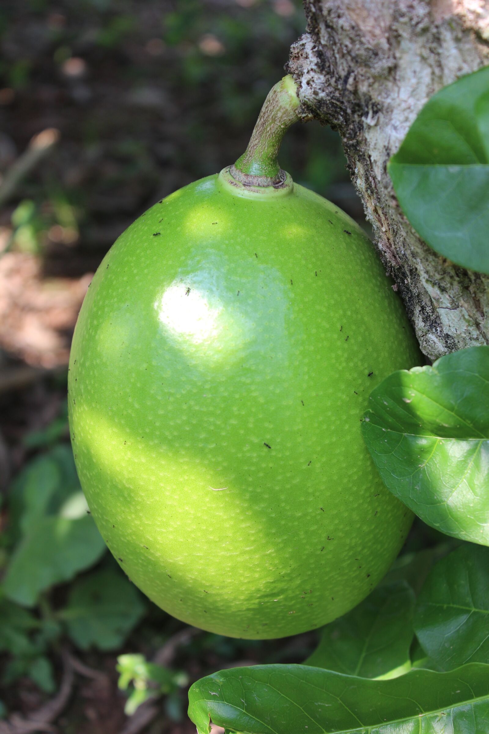 Canon EOS 600D (Rebel EOS T3i / EOS Kiss X5) sample photo. Fruit, calabash tree, villavicencio photography