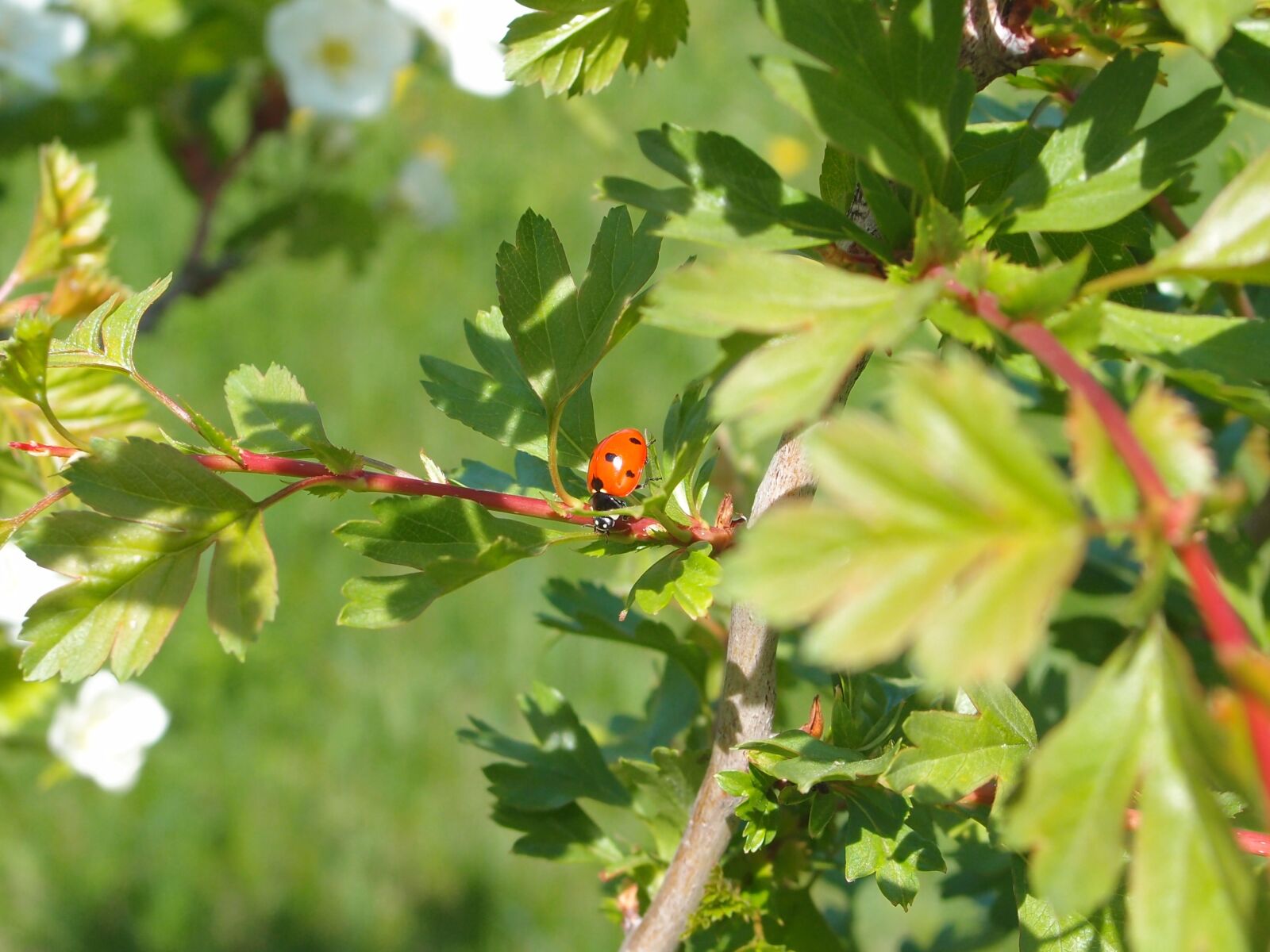 Olympus XZ-1 sample photo. Ladybug, nature, insects photography