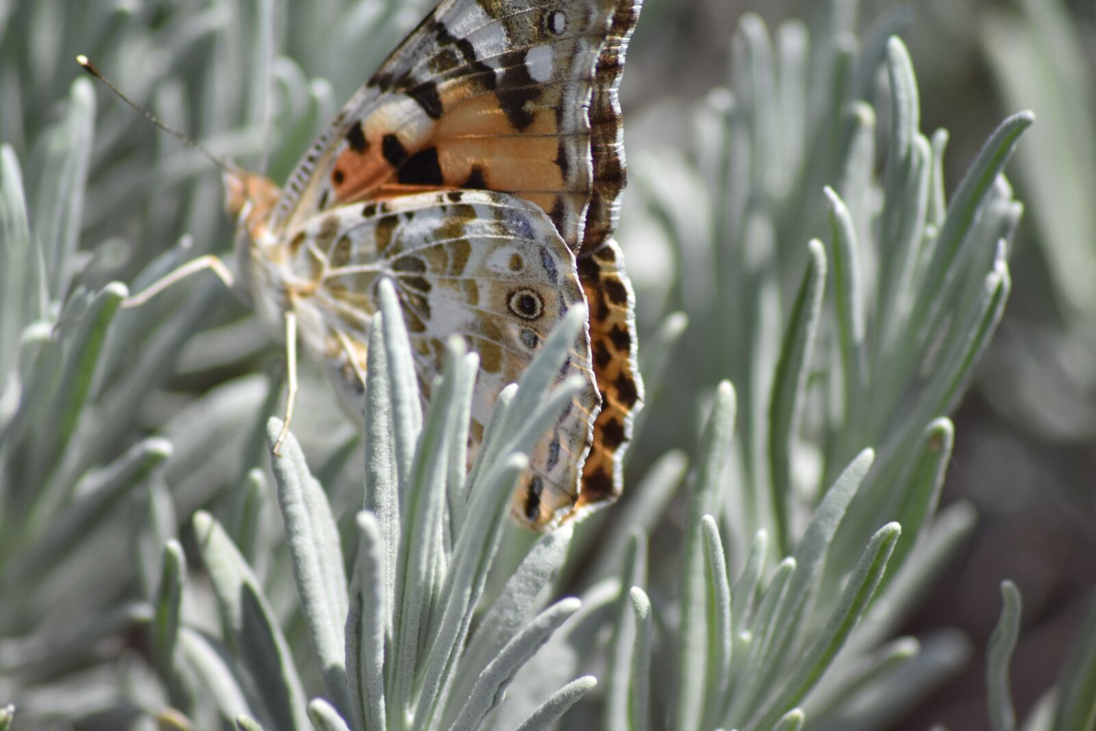 Nikon D3400 sample photo. Vanesse thistles beautiful lady photography