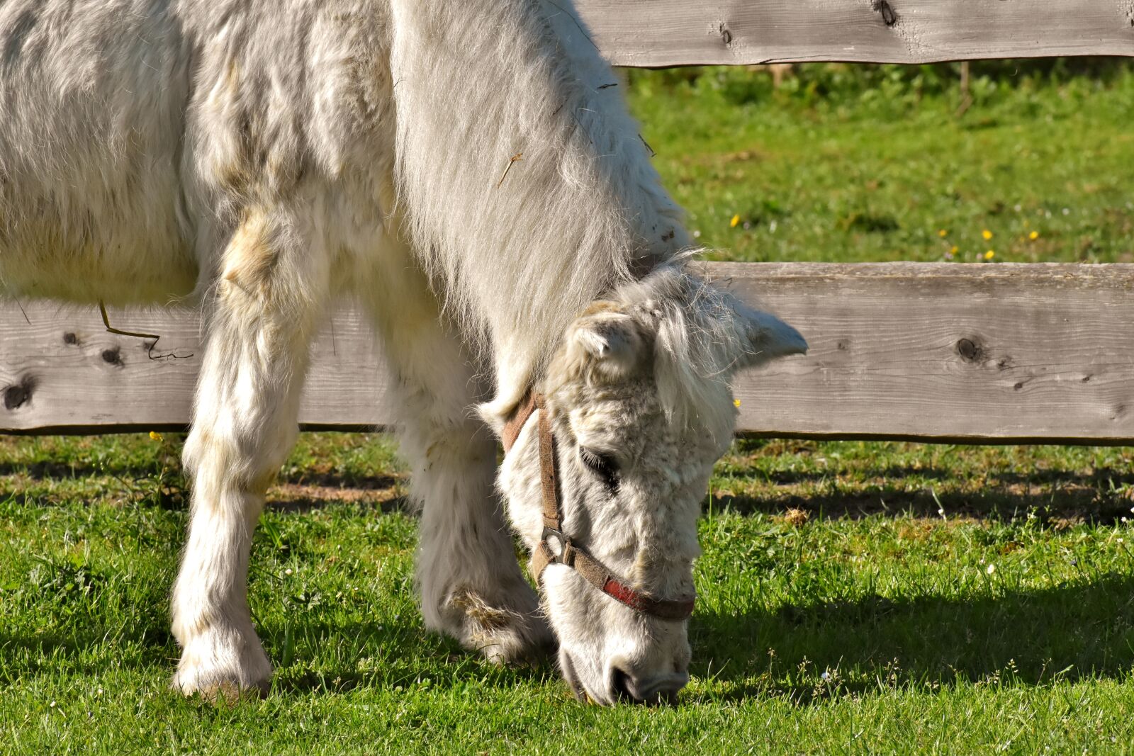 Nikon D7200 sample photo. Pony, horse, cute photography