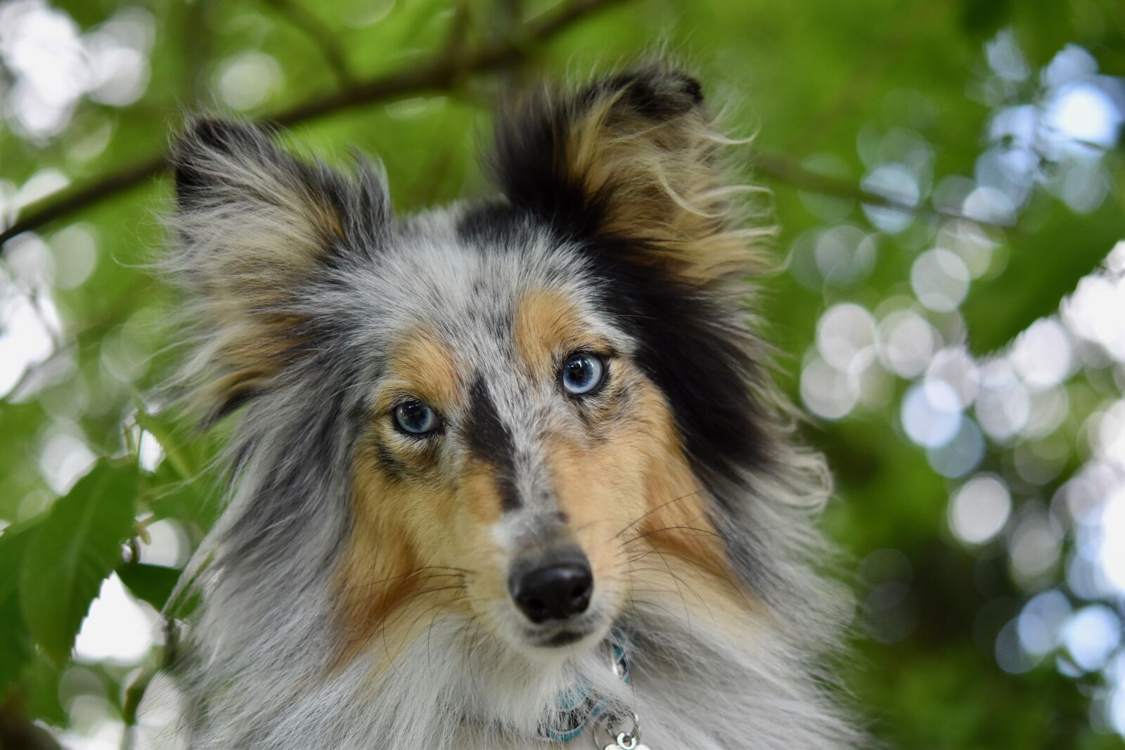 Nikon D5600 sample photo. Bitch, dog, shetland sheepdog photography