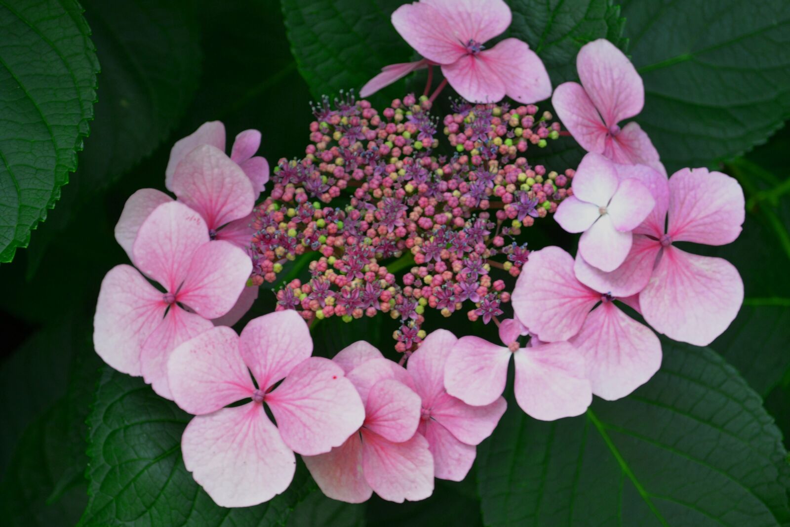 Nikon D3100 sample photo. Flowers, pink, garden photography