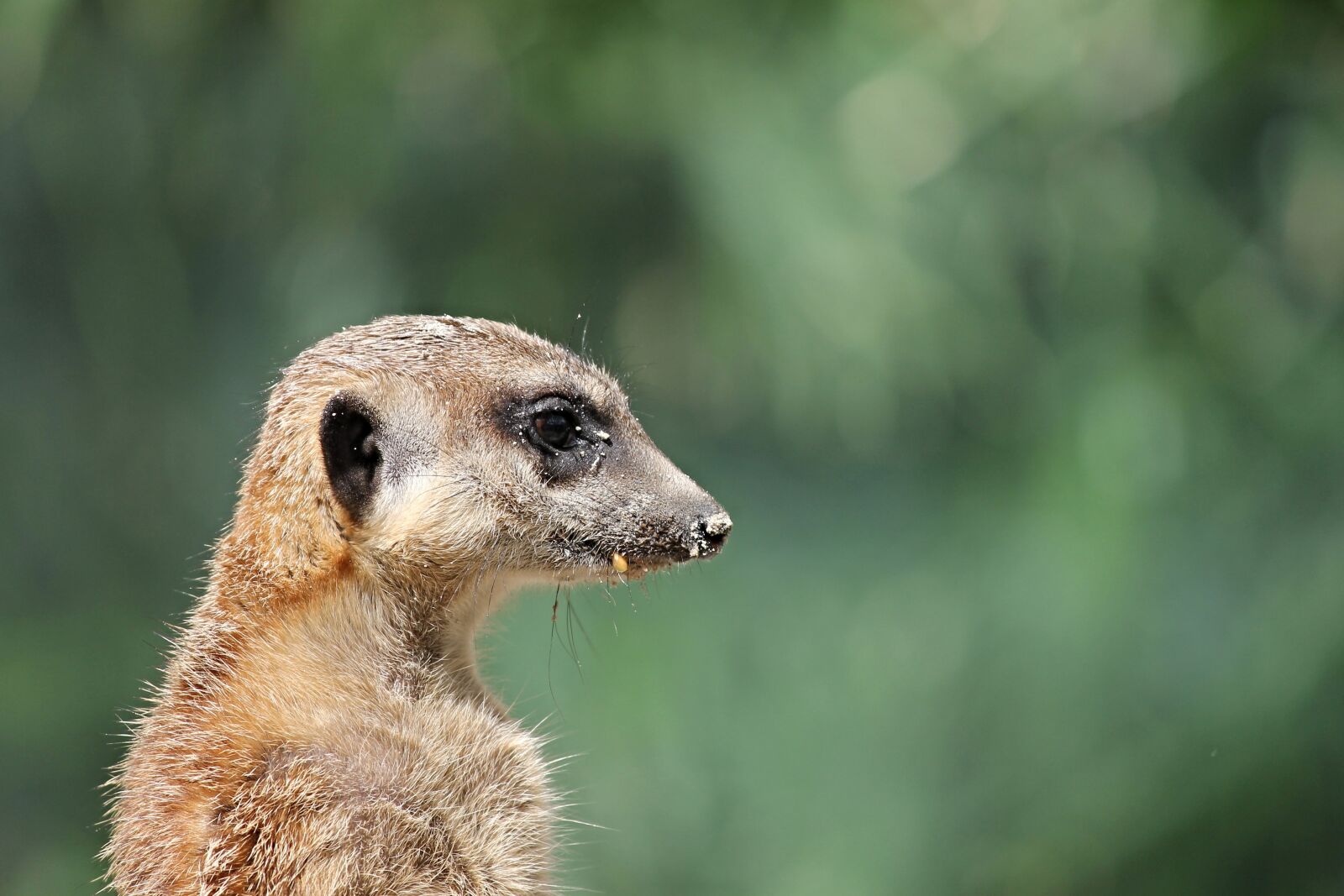 Canon EOS 1100D (EOS Rebel T3 / EOS Kiss X50) sample photo. Meerkat, mongoose, scharrtier photography