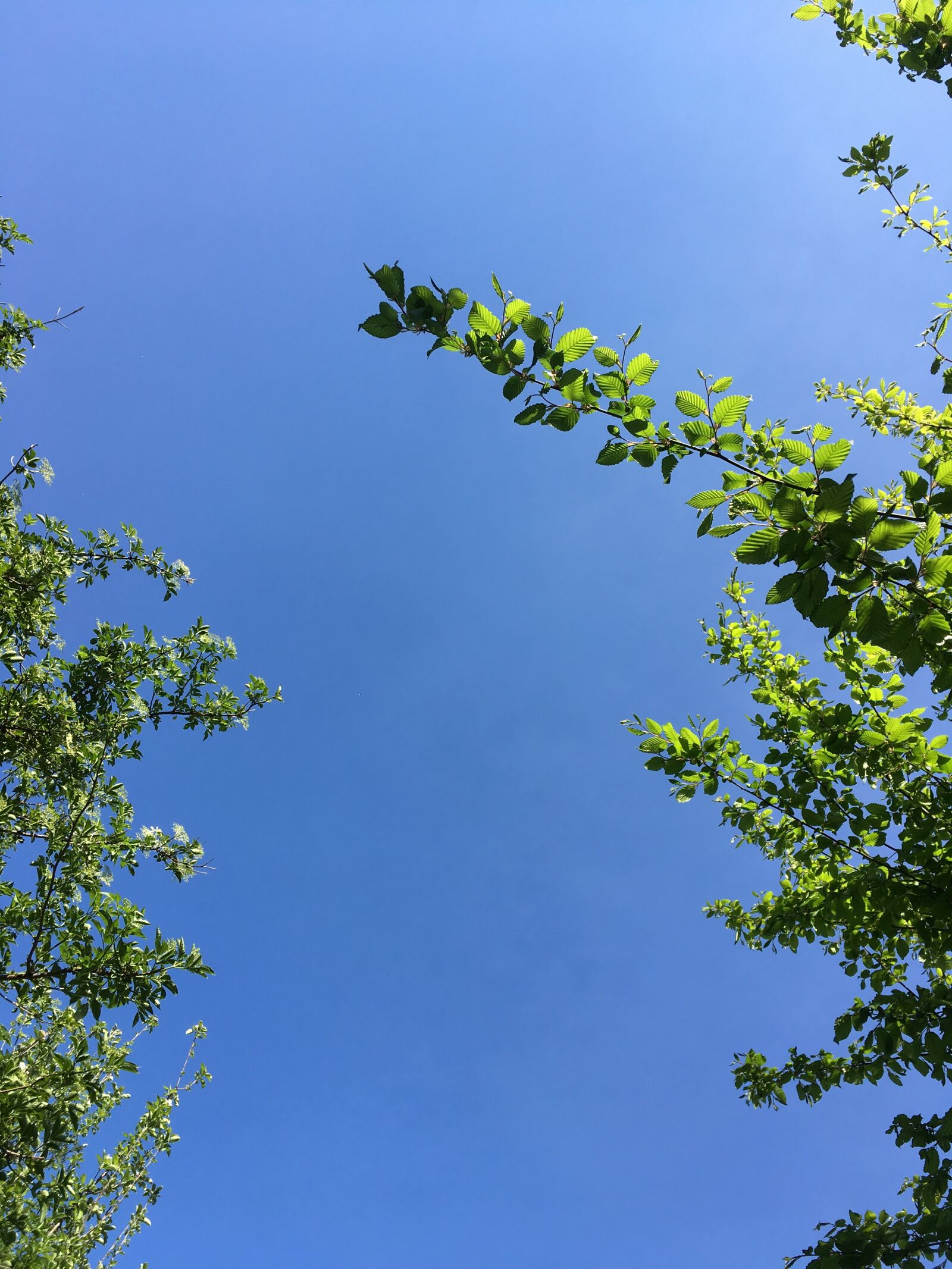 iPhone SE back camera 4.15mm f/2.2 sample photo. Canopy, tree, sky photography