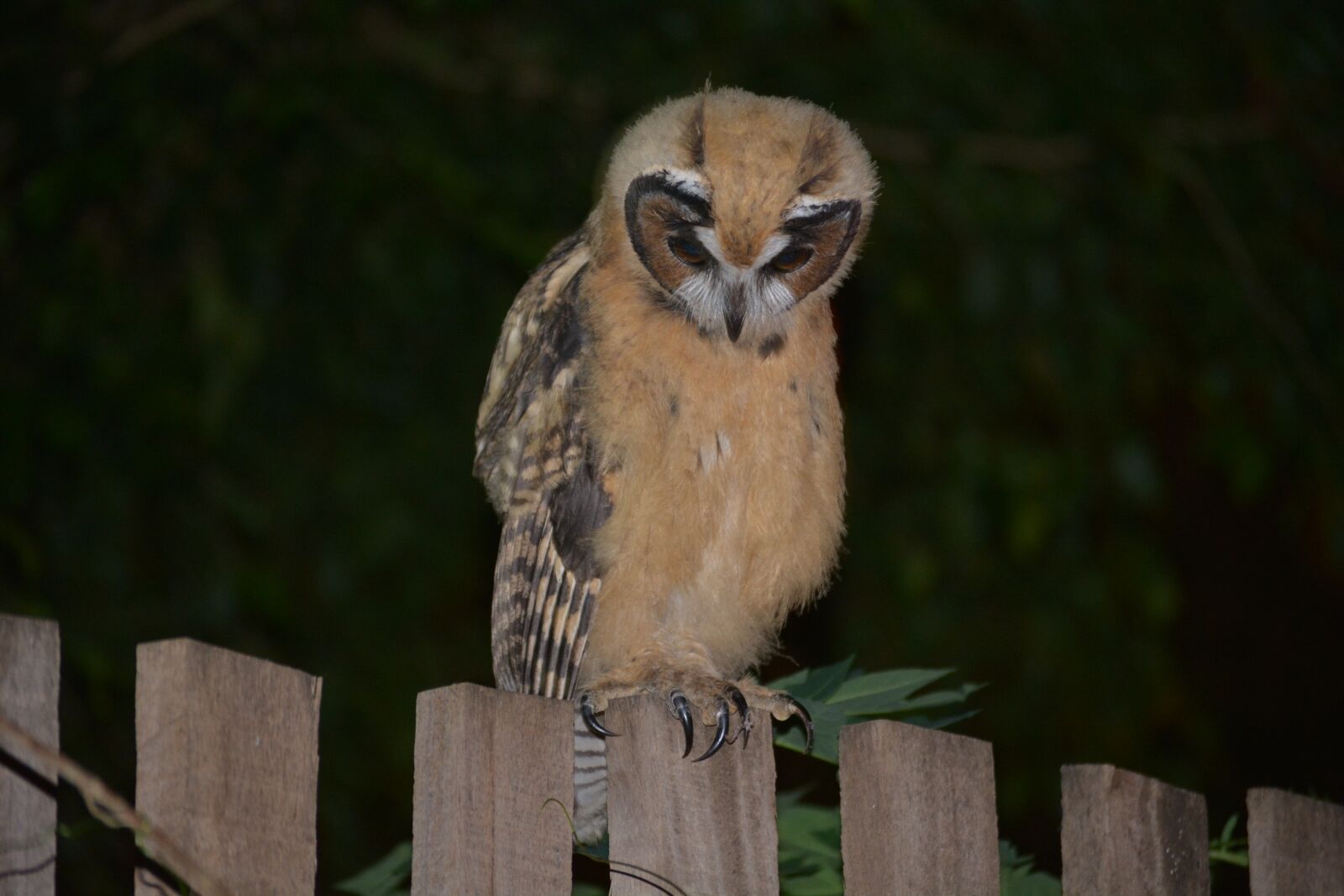 Nikon D5200 sample photo. Wildlife, birds, nature photography