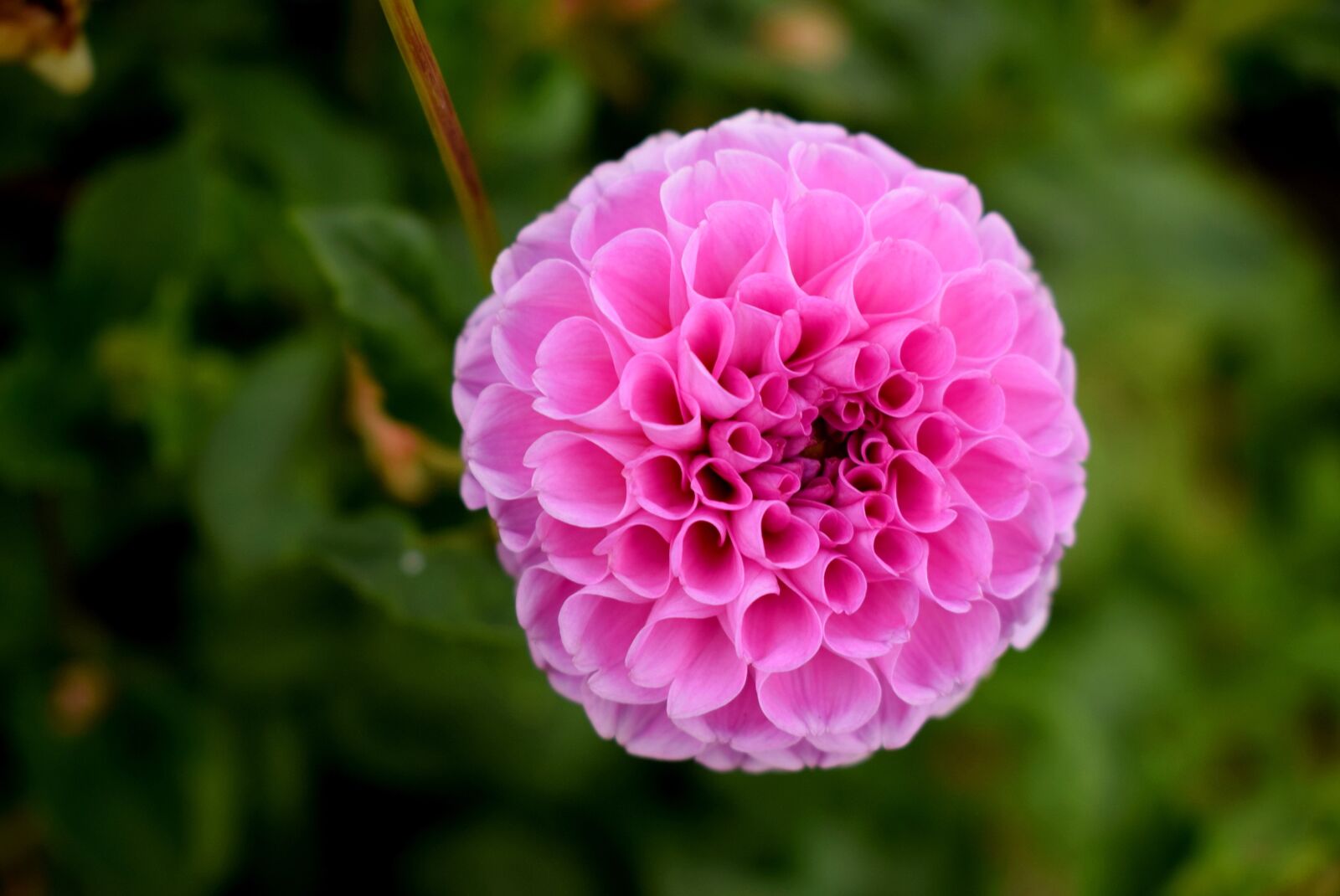 Nikon D3300 sample photo. Nature, flower, garden photography