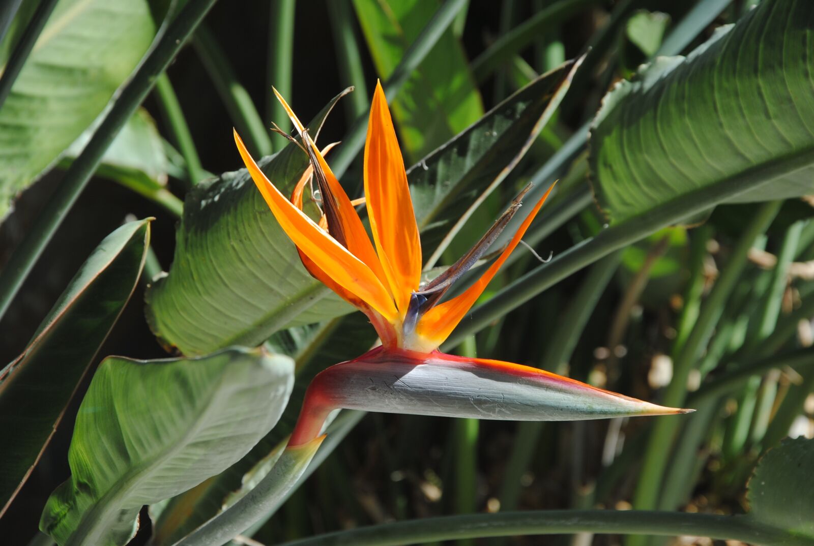 Nikon D3000 sample photo. Bird of paradise, flower photography