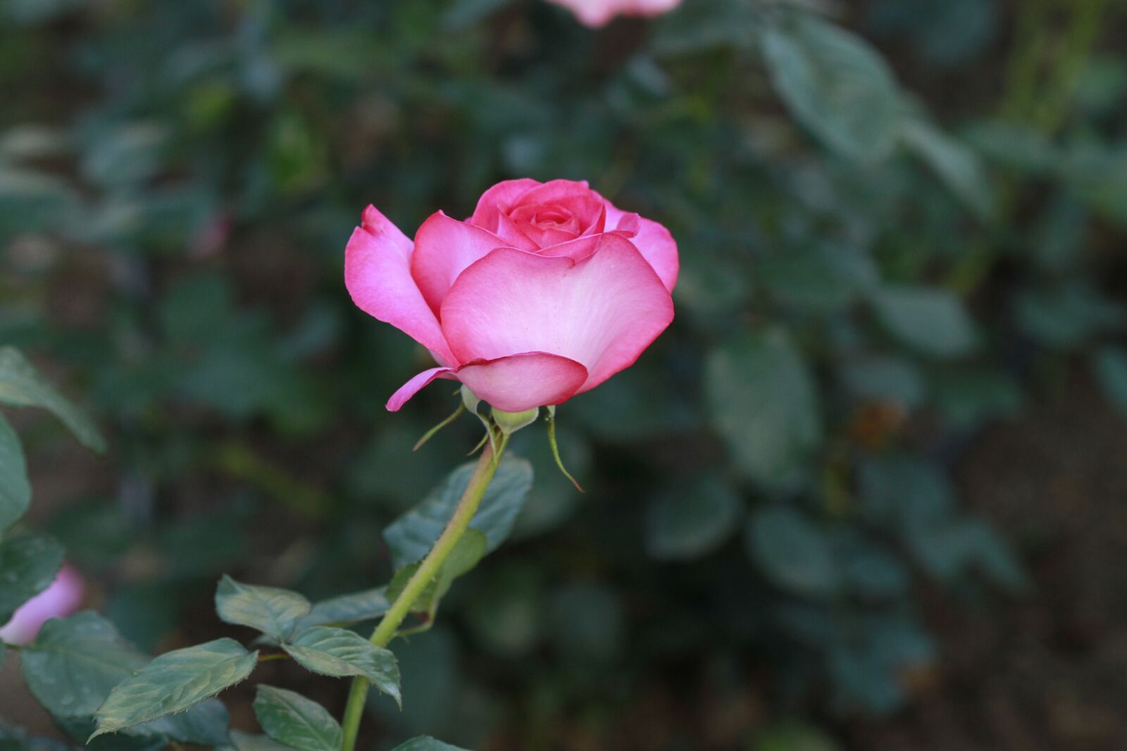 Canon EOS 7D + Canon EF 100mm F2.8 Macro USM sample photo. Rose, flowers photography