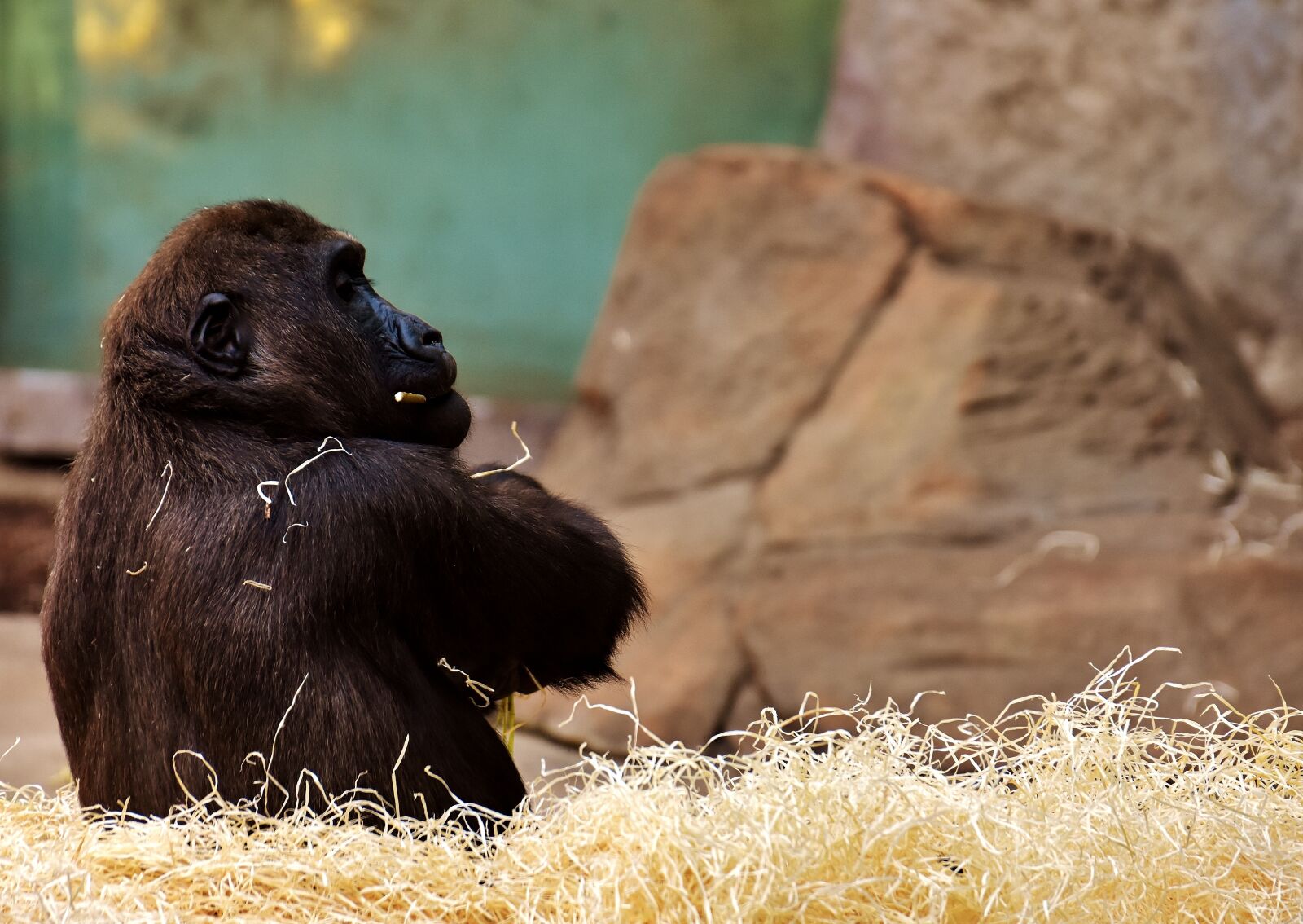 Nikon D7200 sample photo. Gorilla, monkey, funny photography