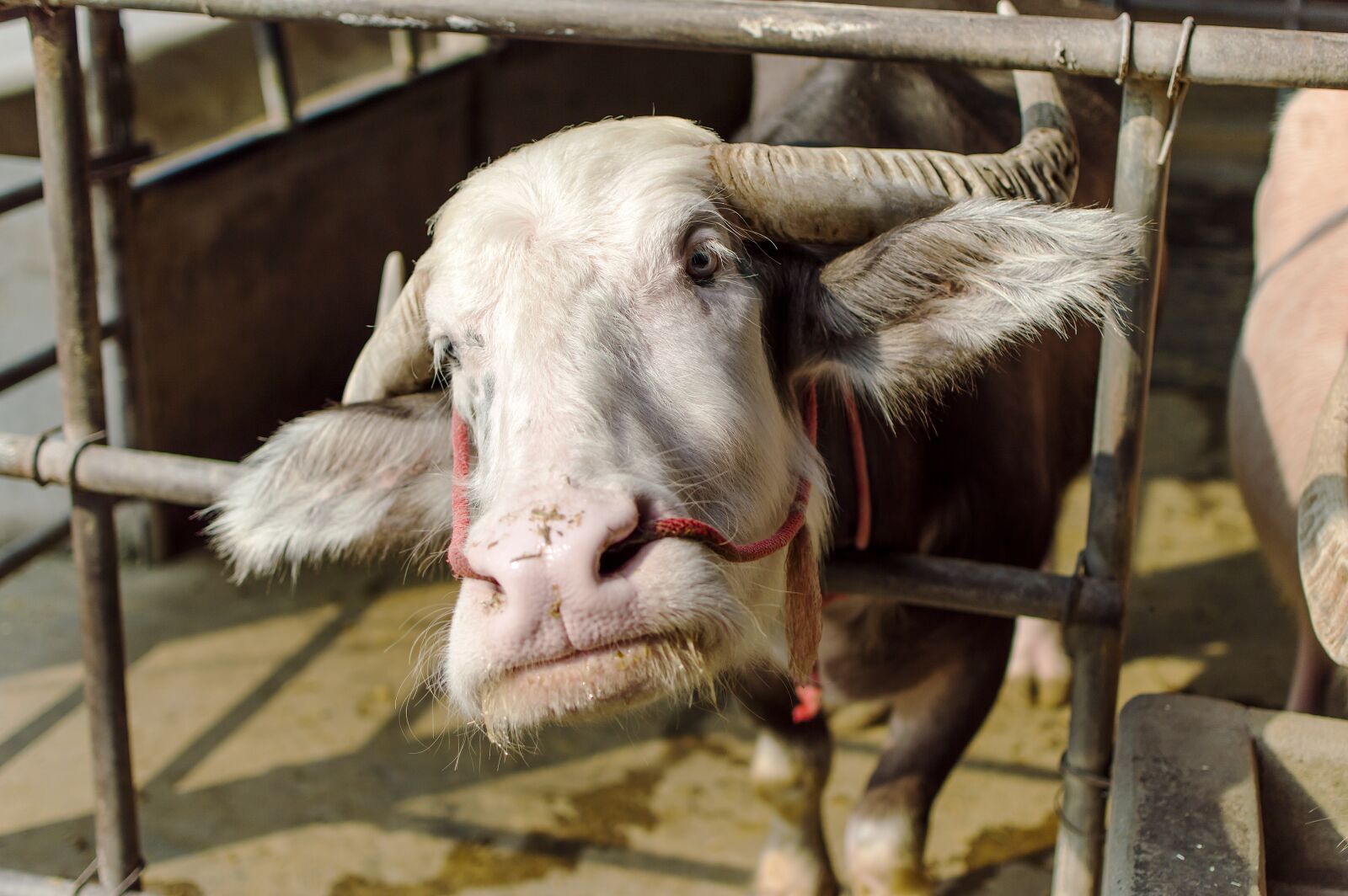 Nikon D3200 sample photo. Horn, brown, thai photography