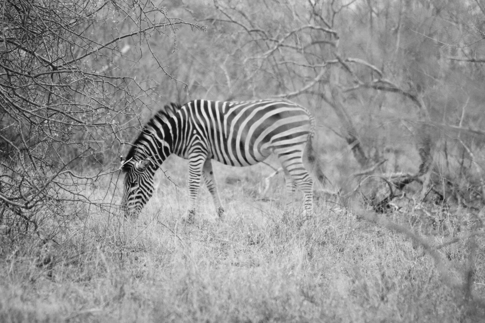 Canon EOS 60D + Canon EF 70-200mm F2.8L USM sample photo. Africa, black, and, white photography