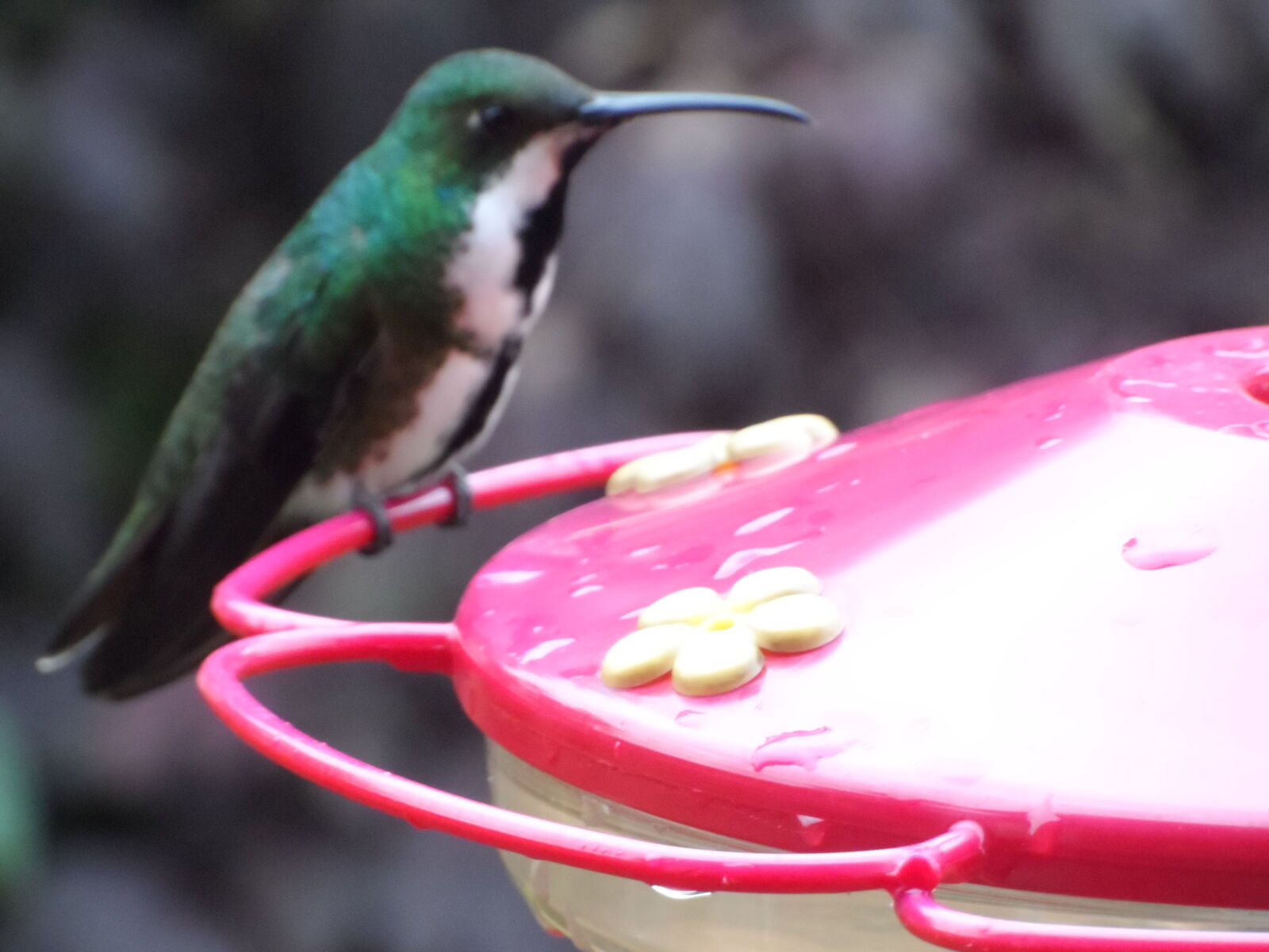 Samsung WB150 / WB150F / WB152 / WB152F / WB151 / WB151F / WB140 sample photo. Bird, colibri, colibries, colombia photography