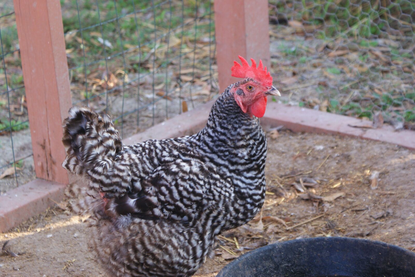 Sony Alpha DSLR-A200 sample photo. Barred rock, chicken, poultry photography