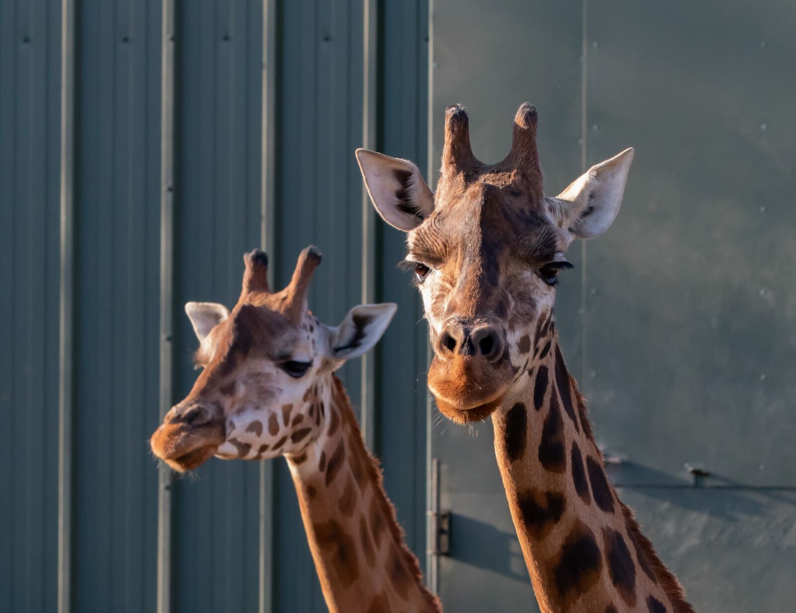 Canon EOS 7D Mark II sample photo. Rothschild giraffe, giraffe, long photography