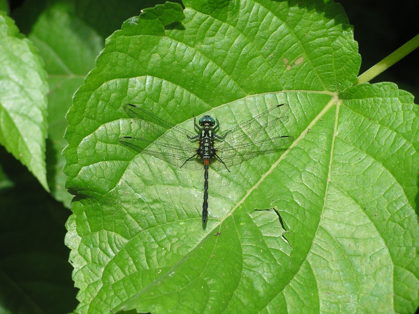 Olympus C55Z,C5500Z sample photo. Dragonfly, nature, leaf photography