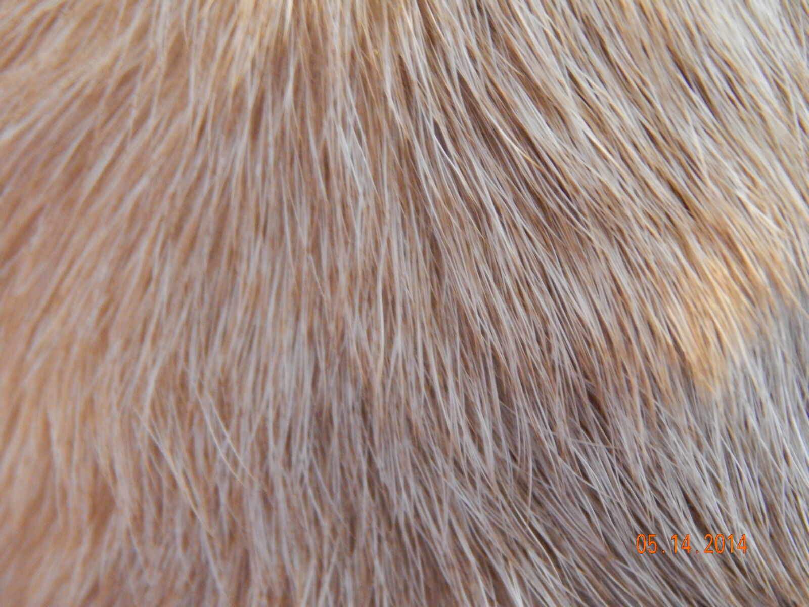 Nikon Coolpix L820 sample photo. Dog, fur, coat, fur photography