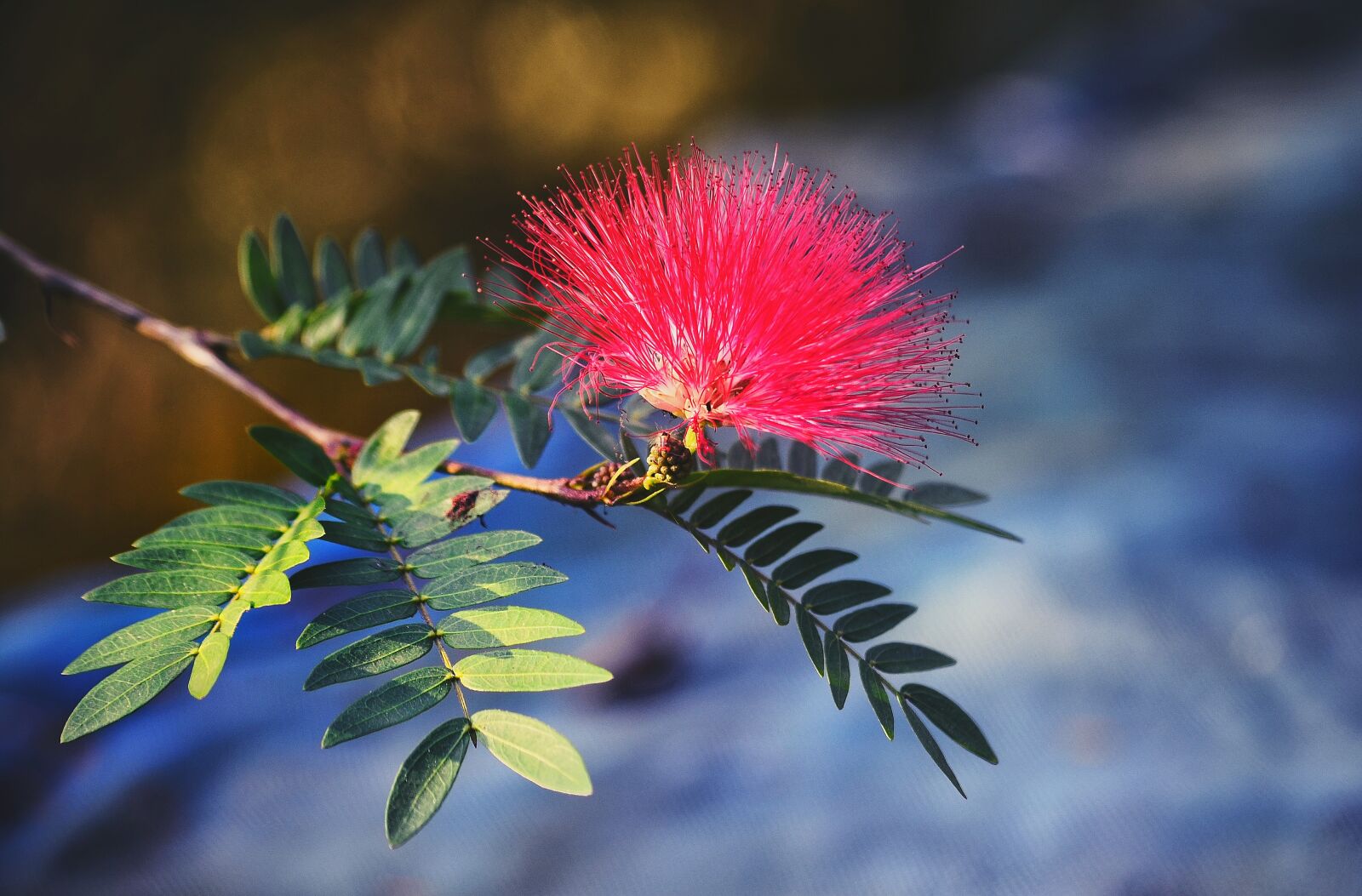 Nikon D5100 sample photo. Flower, red, beautiful photography