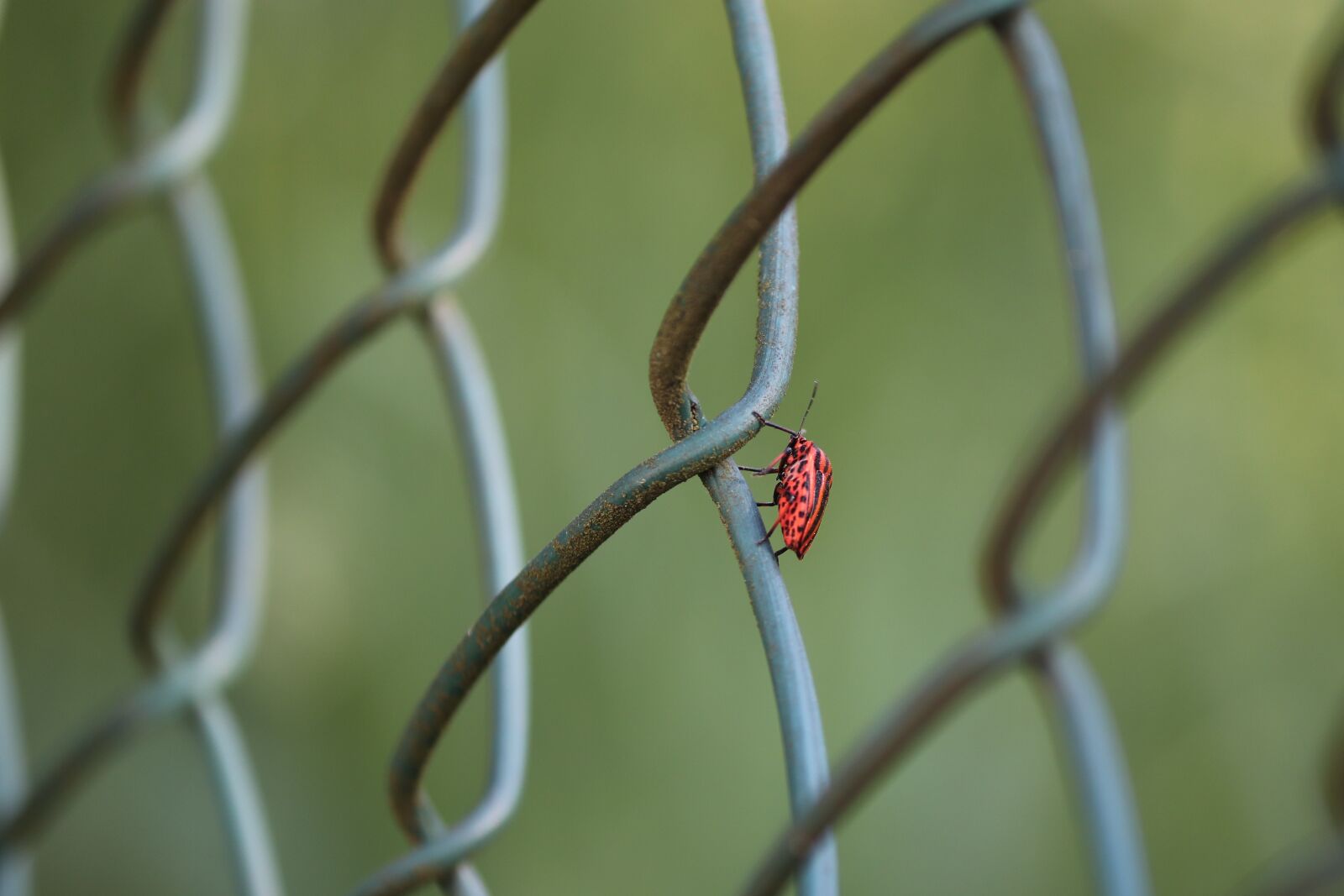 Canon EOS 200D (EOS Rebel SL2 / EOS Kiss X9) sample photo. Strip bug, bug, graphosoma photography