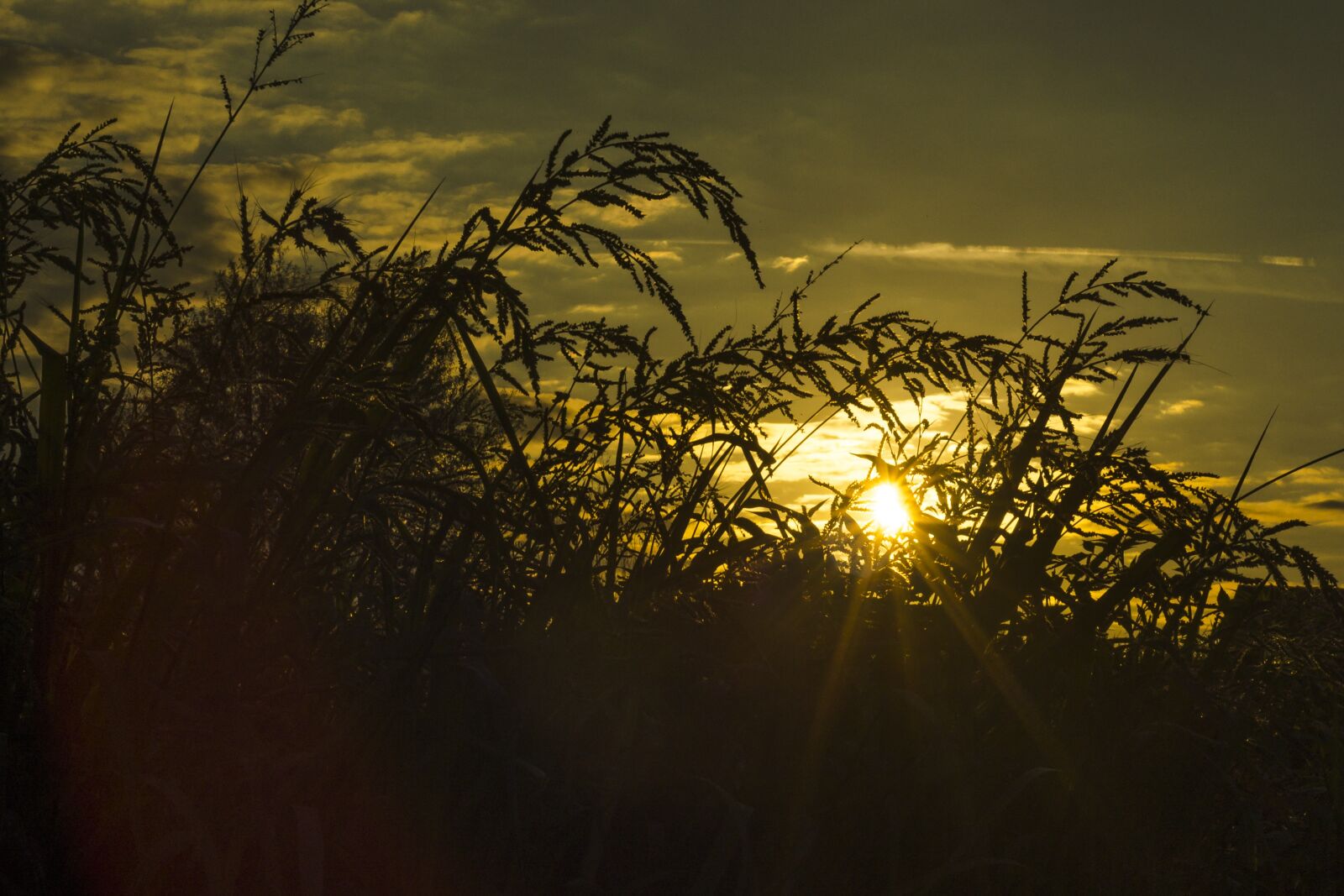 Nikon D5100 sample photo. Dawn, sun, landscape photography