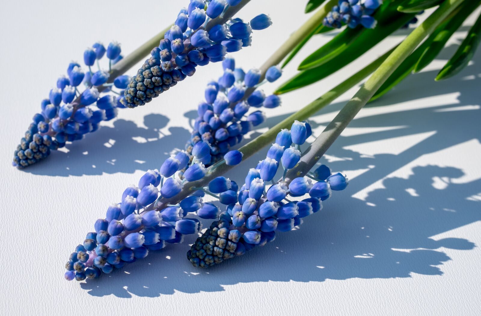 Fujifilm X-T10 + Fujifilm XF 35mm F1.4 R sample photo. Muscari, muscari armeniacum, blossom photography