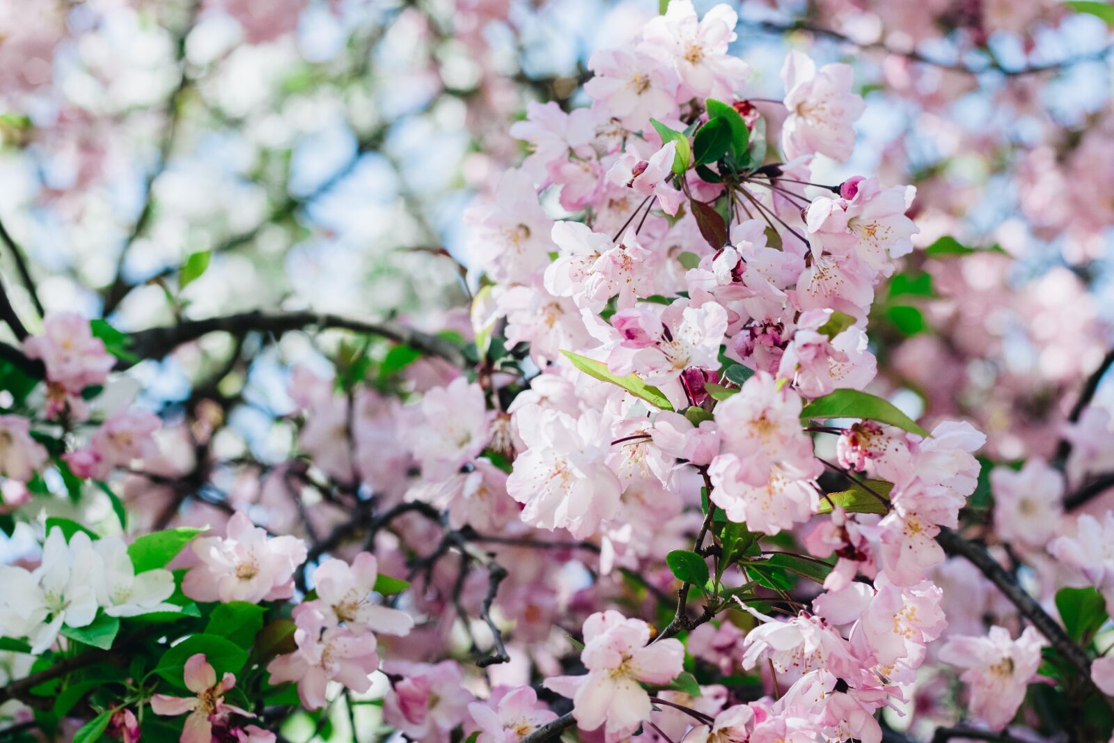 Canon EOS 700D (EOS Rebel T5i / EOS Kiss X7i) + Canon EF 50mm F1.8 II sample photo. Sakura, flower, cherry flowers photography
