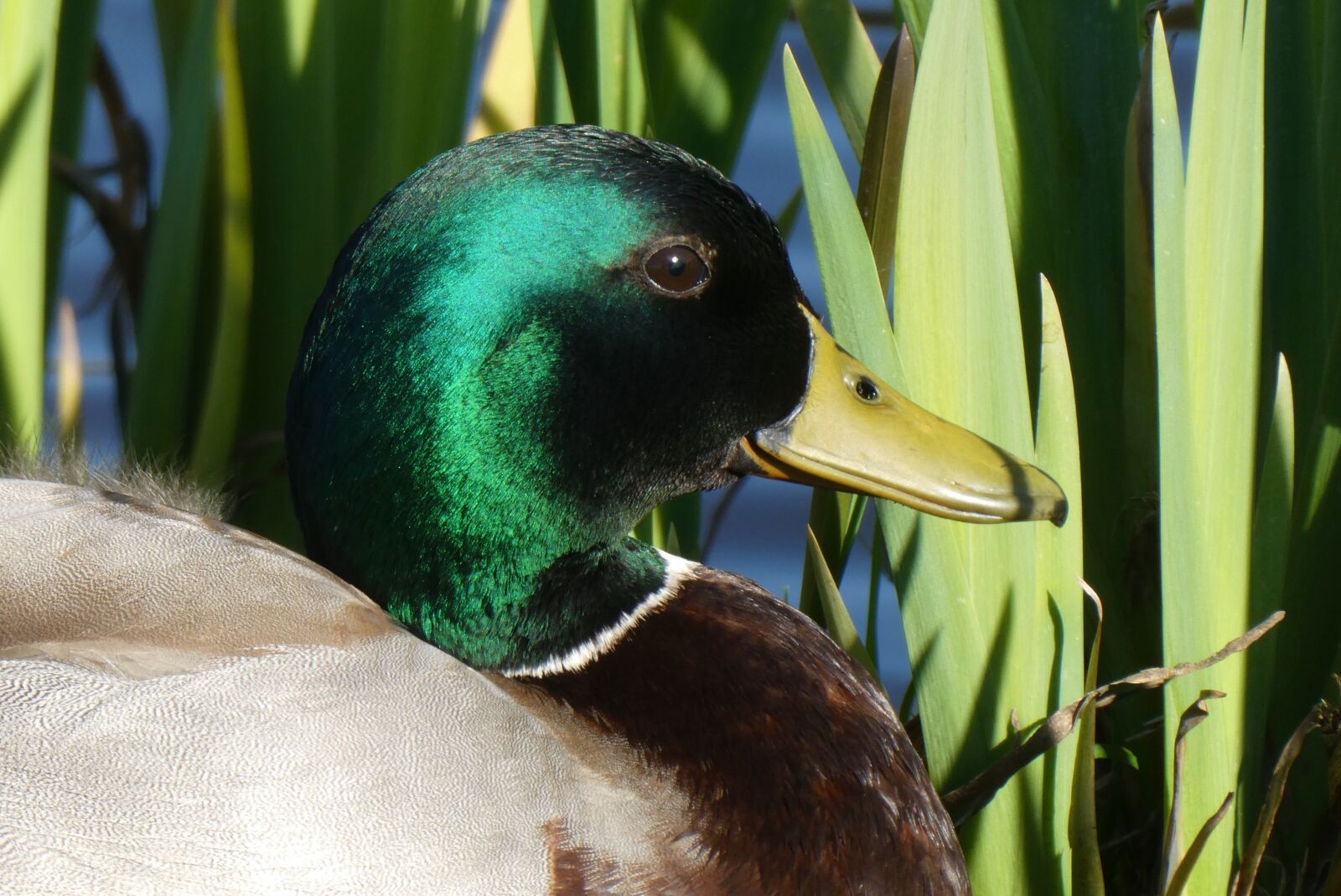 Panasonic Lumix DC-ZS70 (Lumix DC-TZ90) sample photo. Duck, portrait, waterfowl photography