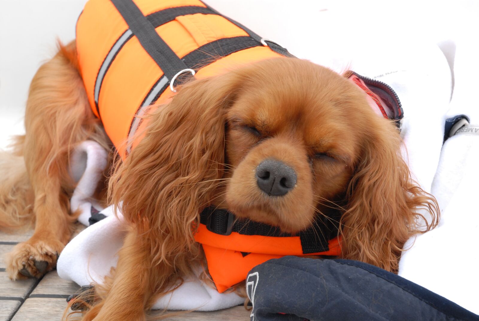 Nikon D200 sample photo. Dog, flying, sleeps photography