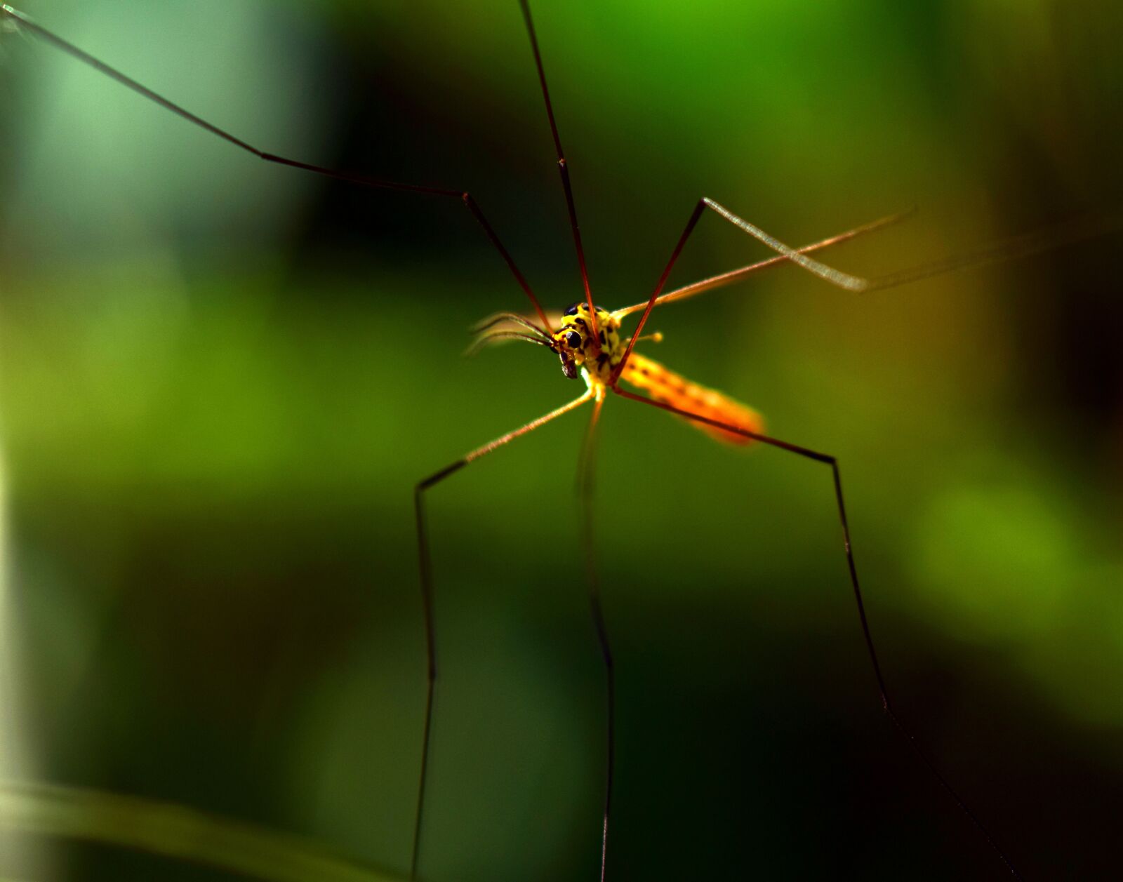 Nikon D3300 sample photo. Mosquito, insect, nature photography