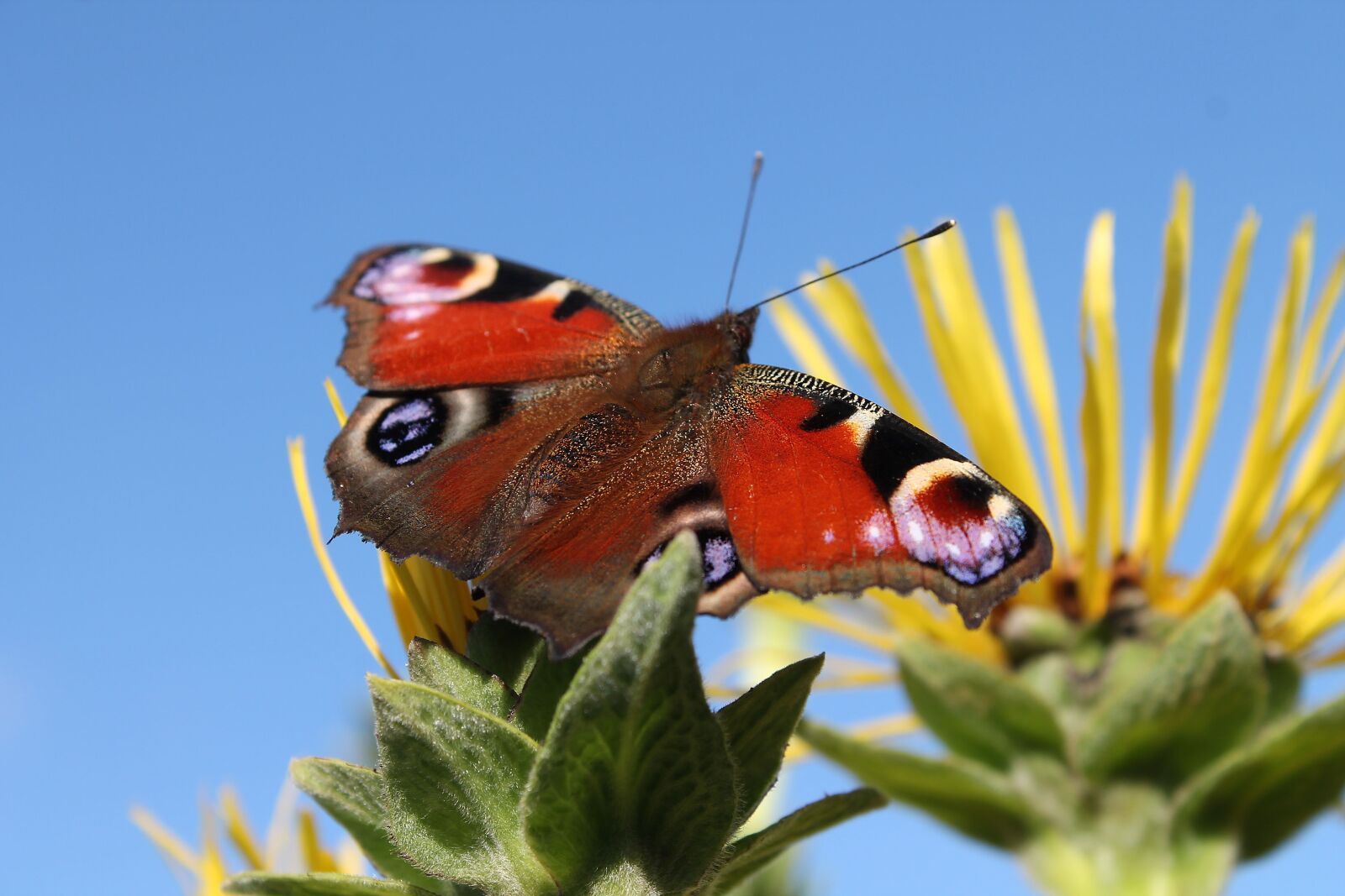Canon EOS 1100D (EOS Rebel T3 / EOS Kiss X50) sample photo. Butterfly, summer, natural photography