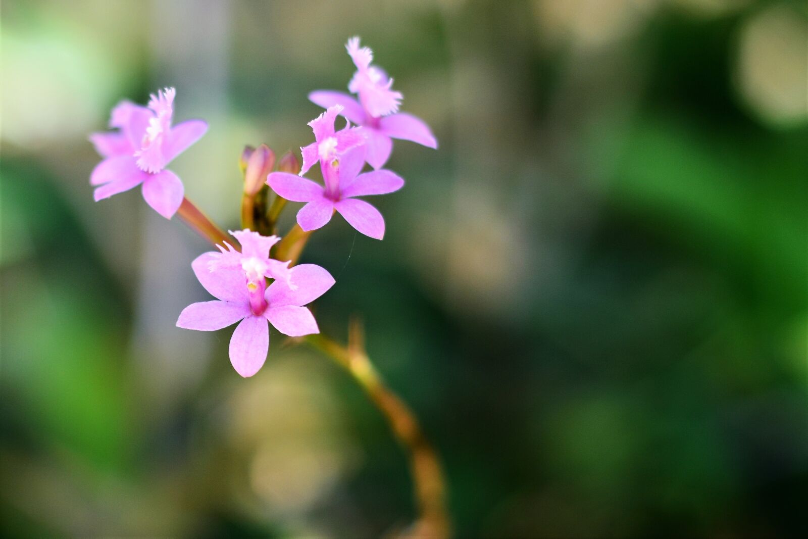 Nikon D7100 sample photo. Orchid, flowers, plant photography