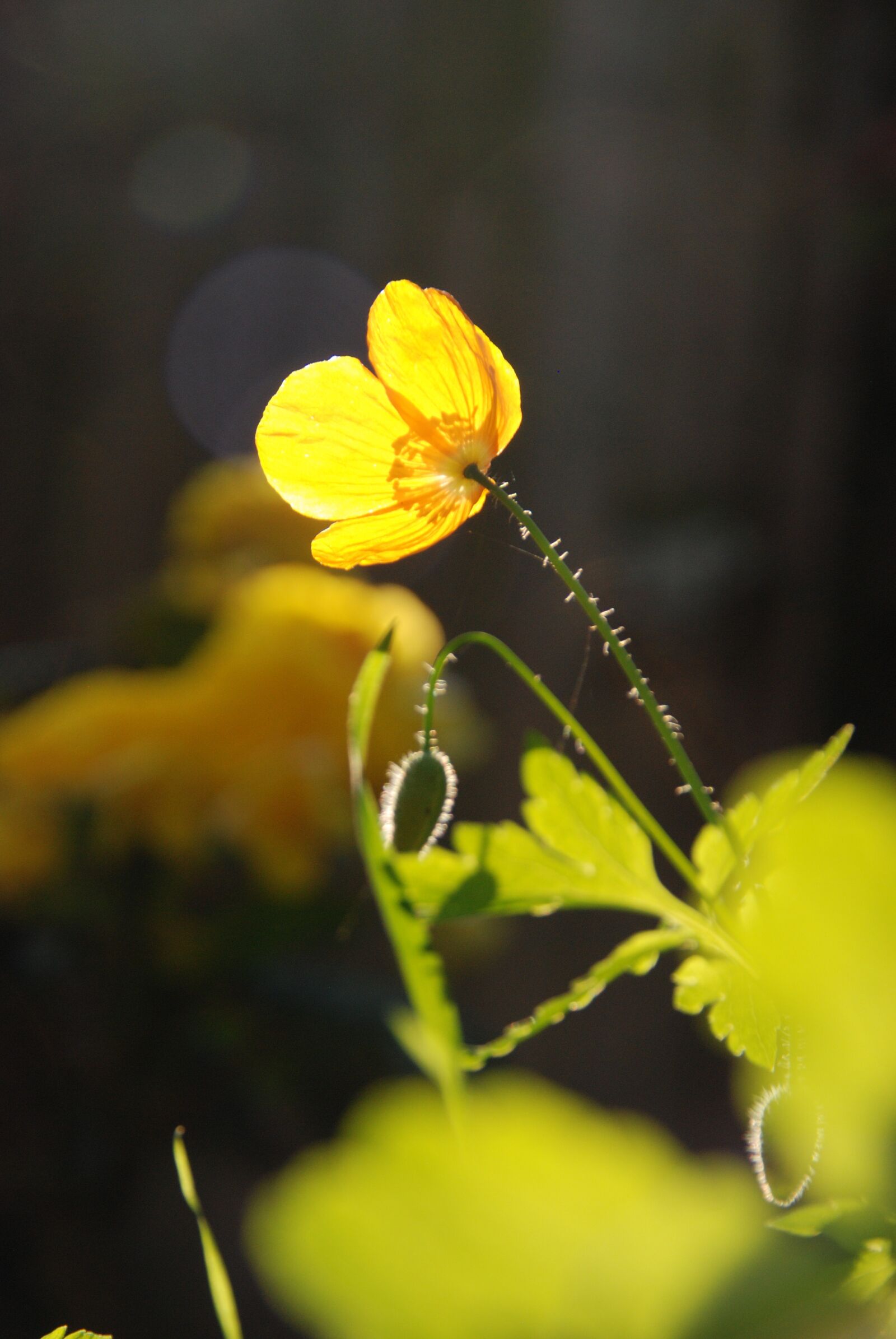 Nikon D80 sample photo. Nature, plant, poppy photography