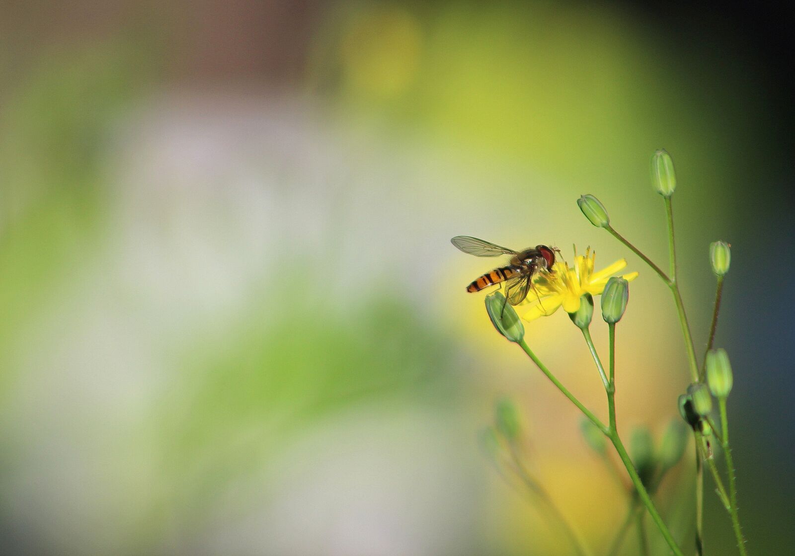 Canon EF75-300mm f/4-5.6 sample photo. Insect, nature, bee photography