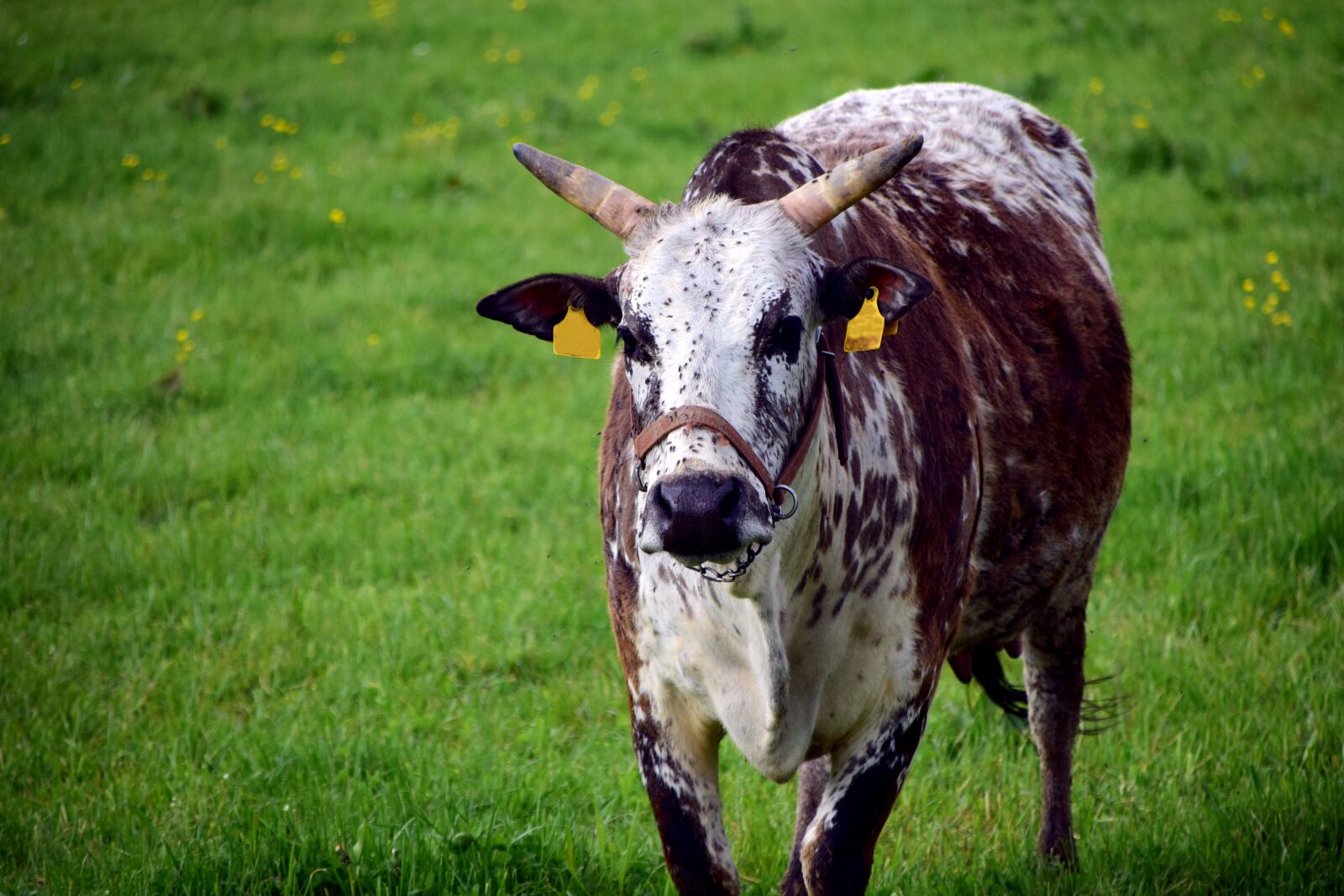 Nikon D3300 sample photo. Zebu, cow, beef photography