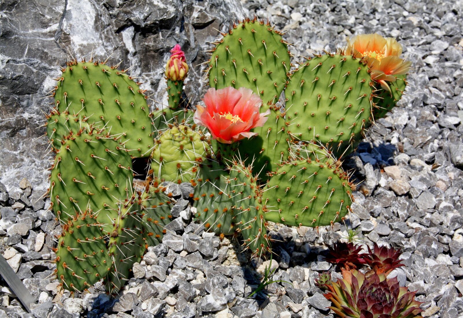 Canon EOS 450D (EOS Rebel XSi / EOS Kiss X2) sample photo. Cactus, thorn, desert photography