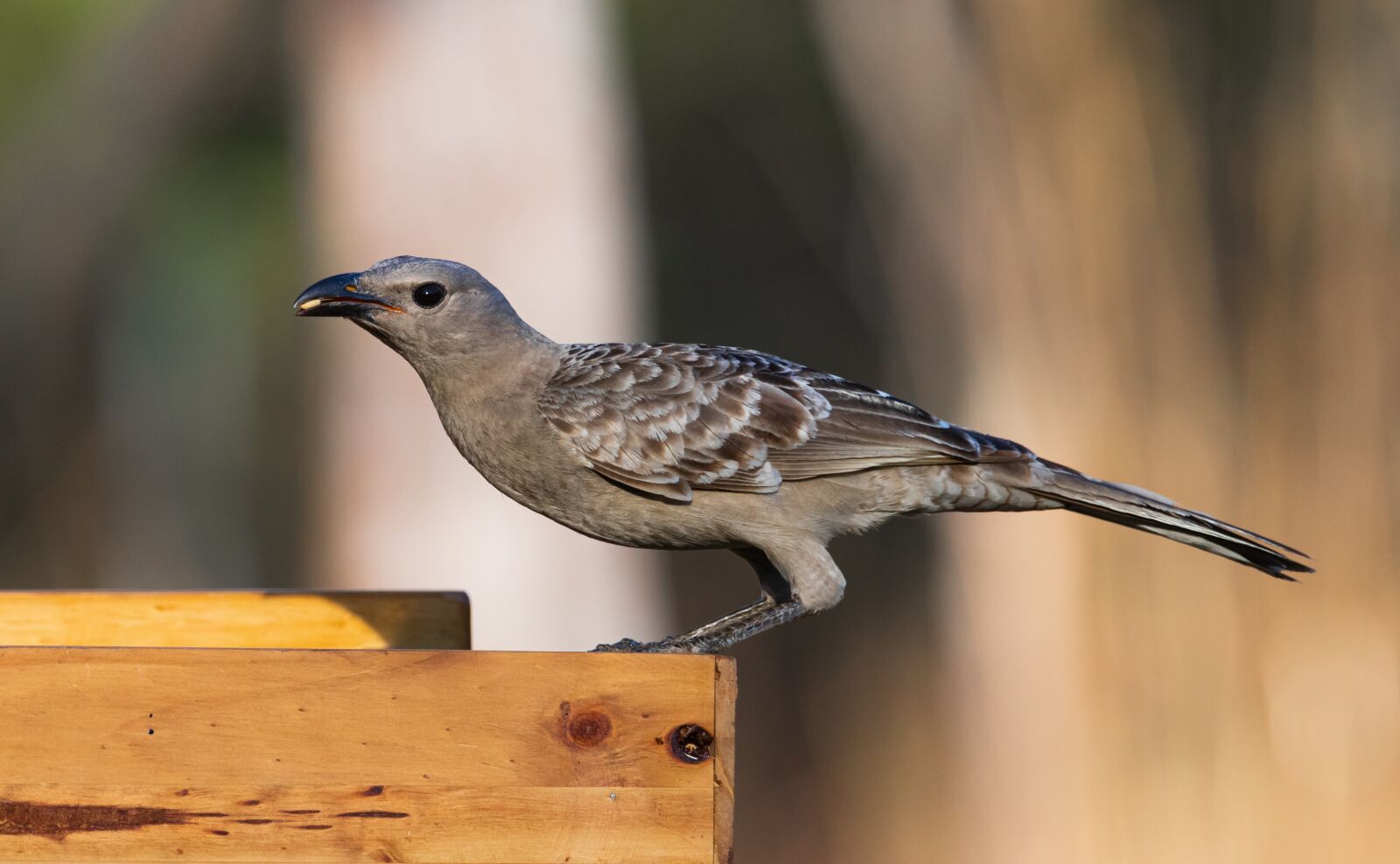Canon EOS 80D sample photo. Birds, wildlife, nature photography