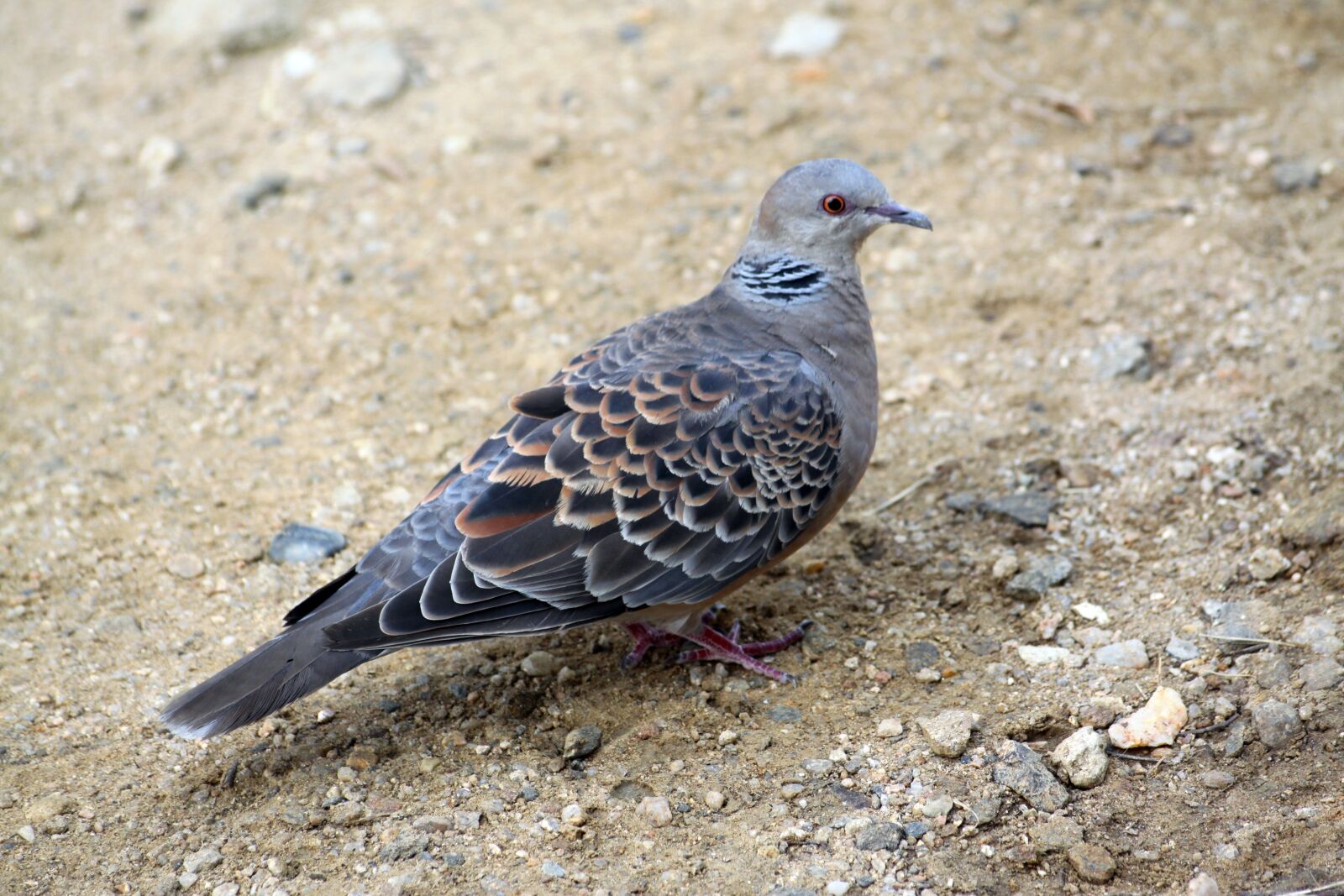Canon EOS 50D sample photo. Pigeon, new, birds photography