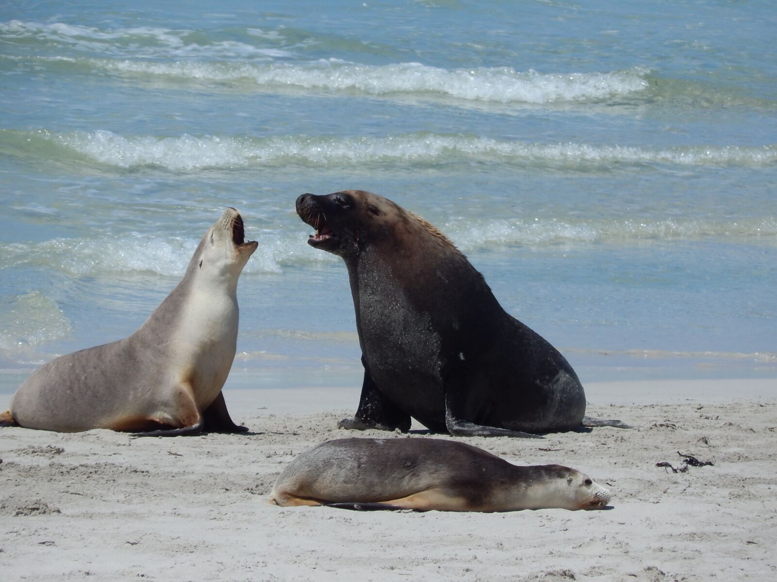 Nikon Coolpix L820 sample photo. Seals, beach, wildlife photography