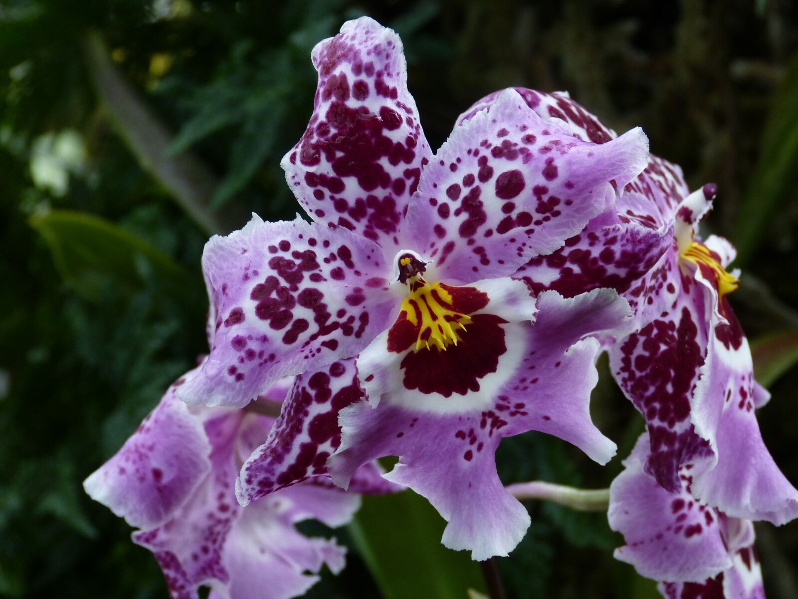 Panasonic Lumix DMC-FZ150 sample photo. Orchid, flower, blossom photography