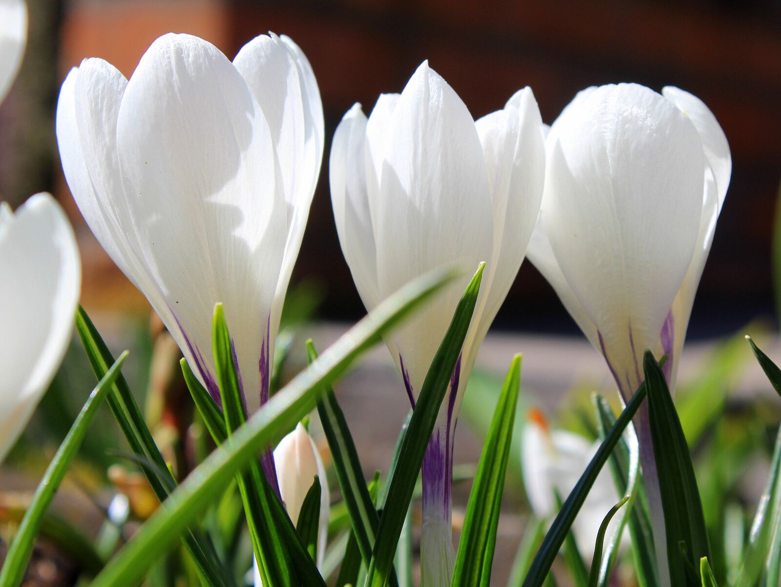 Canon EOS 1200D (EOS Rebel T5 / EOS Kiss X70 / EOS Hi) sample photo. Krokus, spring flowers, white photography