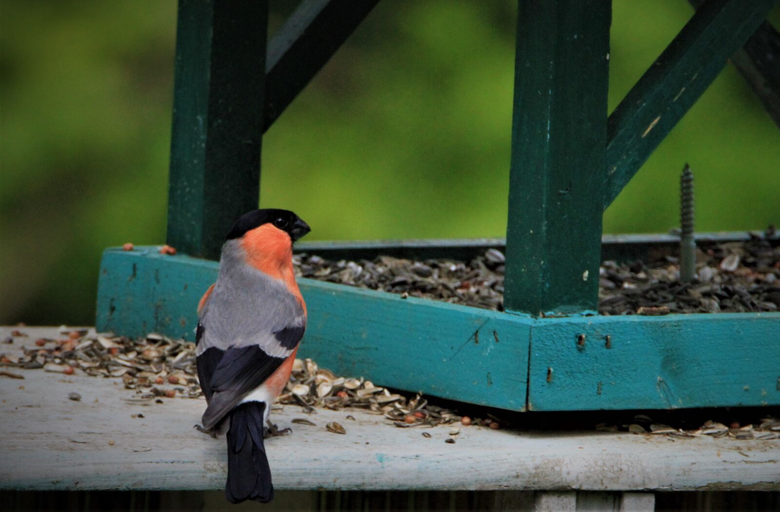 Tamron SP 150-600mm F5-6.3 Di VC USD sample photo. Bullfinch, gimpel, bird photography