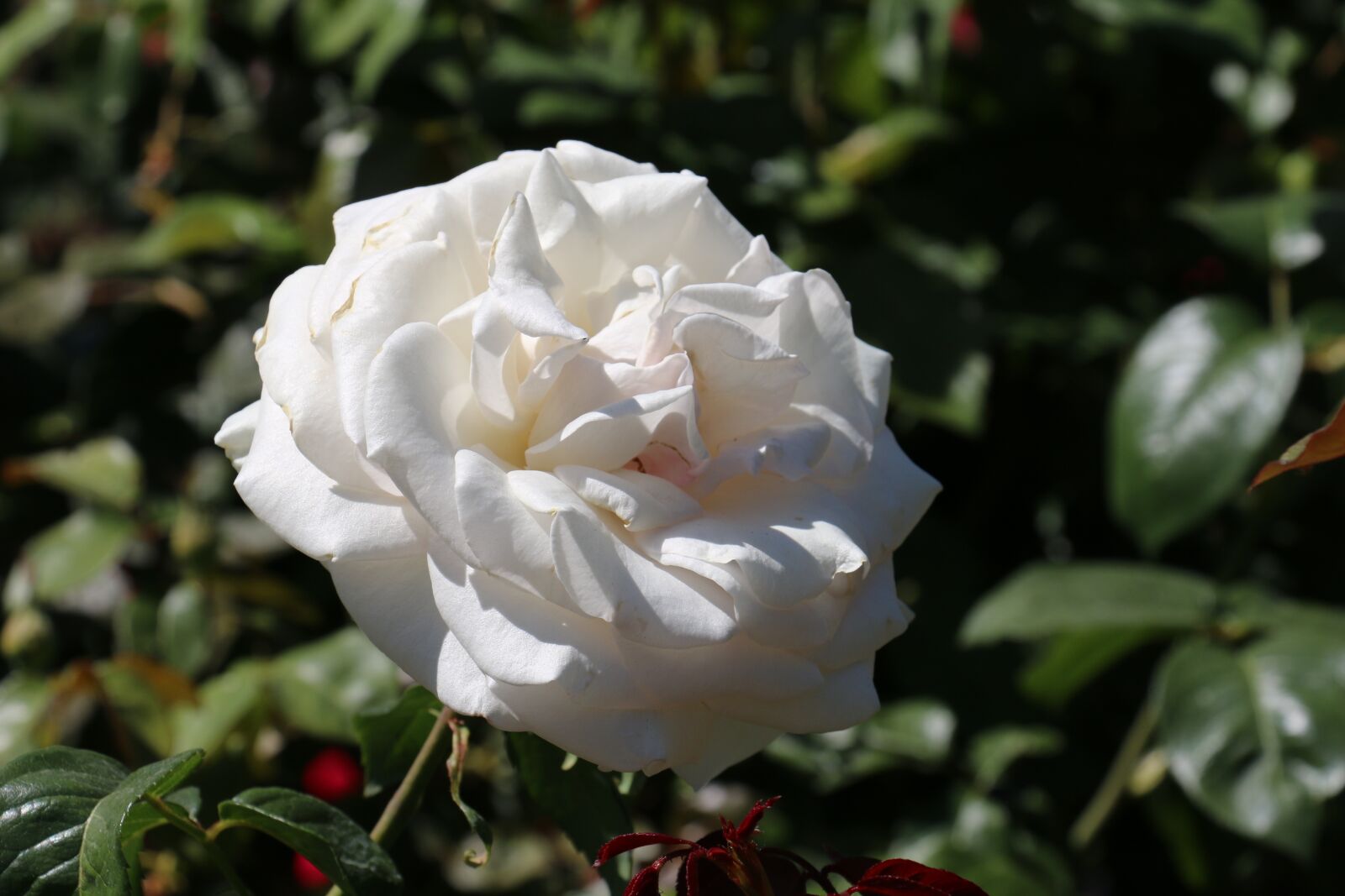 Canon EOS 70D sample photo. White rose, leaves, rose photography