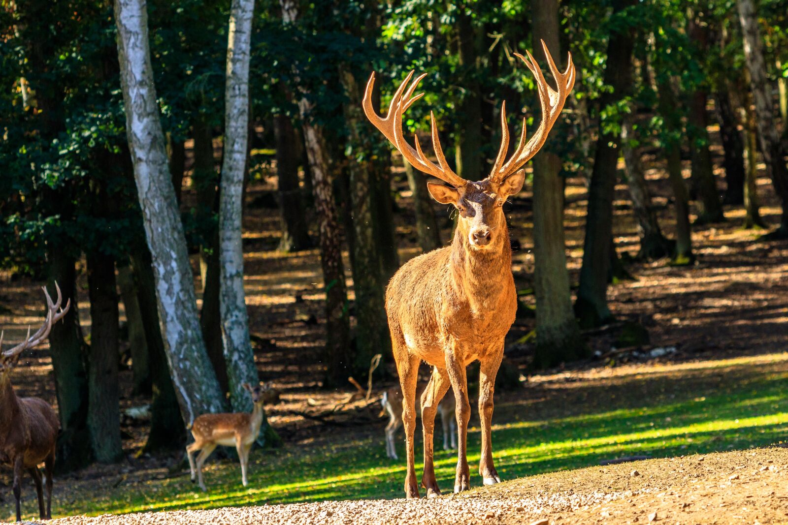 Canon EF 70-300 F4-5.6 IS II USM sample photo. Hirsch, wild, nature photography