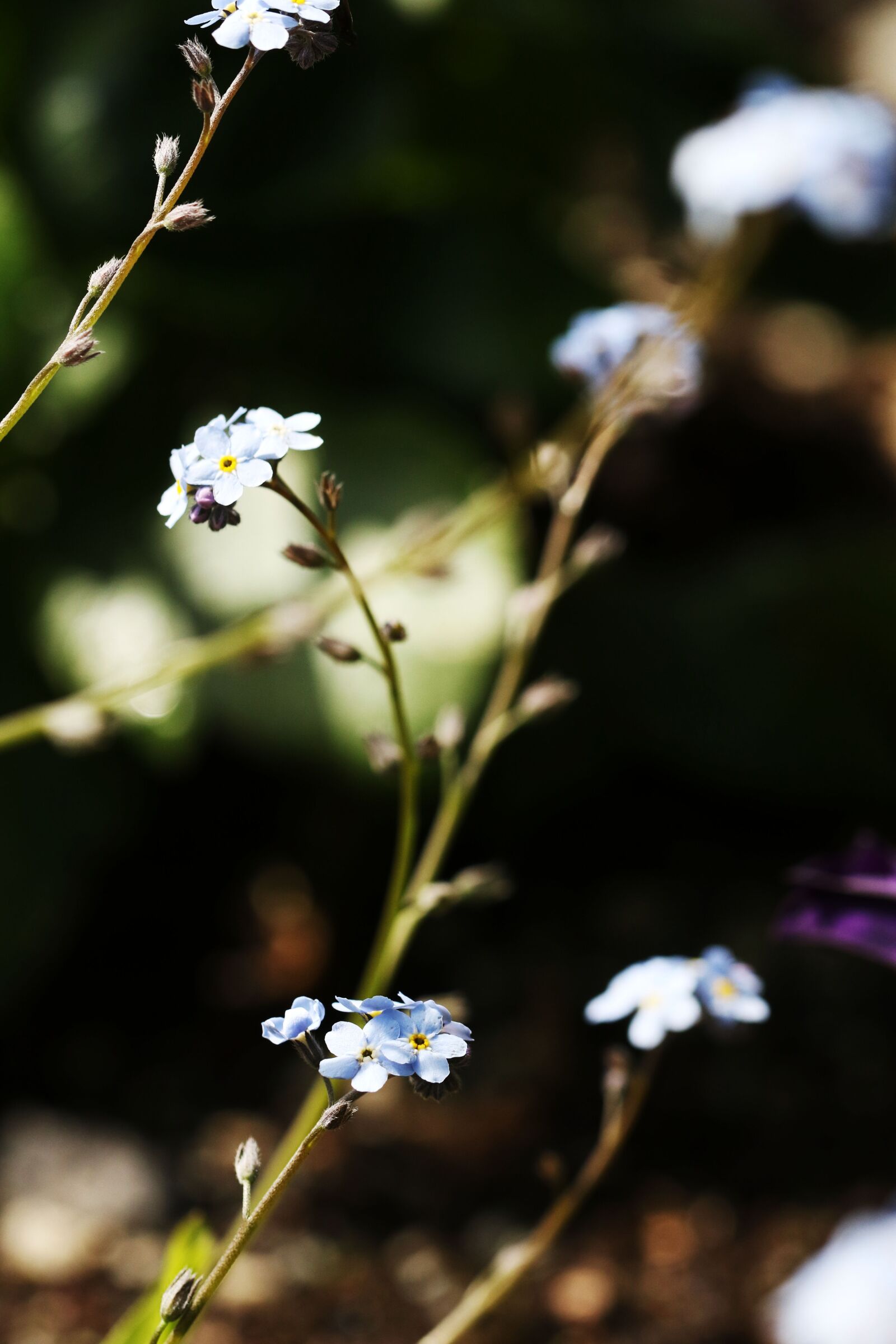 Canon EOS 7D Mark II sample photo. Flower, nature, garden photography